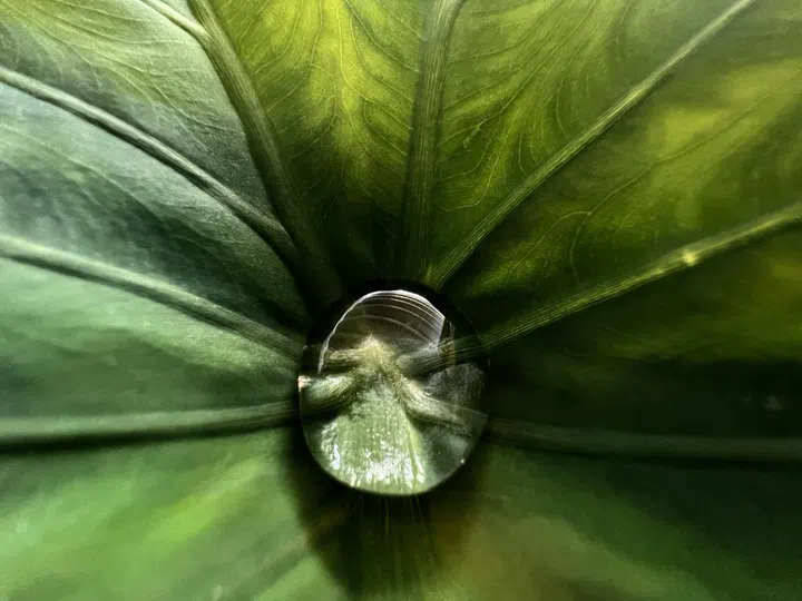 "Hidden Gem" / Jirasak Panpiansin / iPhone 13 Pro Max