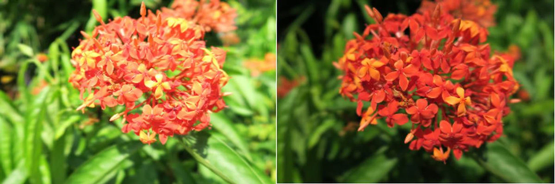 With the ND filter, there's no worry about over-exposing your shot when shooting wide open and still maintaining the blurred background effect. The image on the left was shot without an ND filter, while the filter was used for the shot on the right.