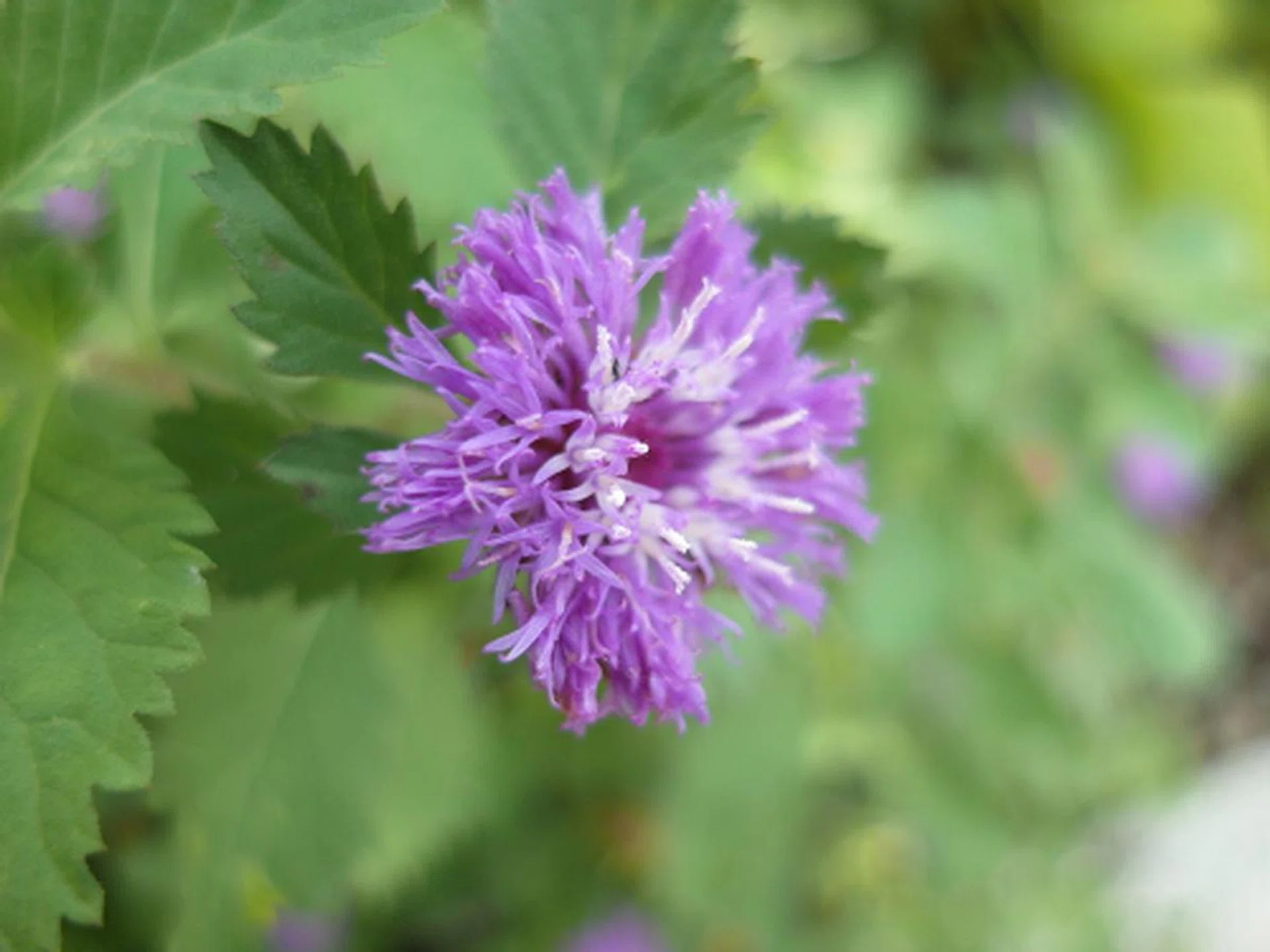 f/1.4 at 24mm, 1/750sec, ISO80