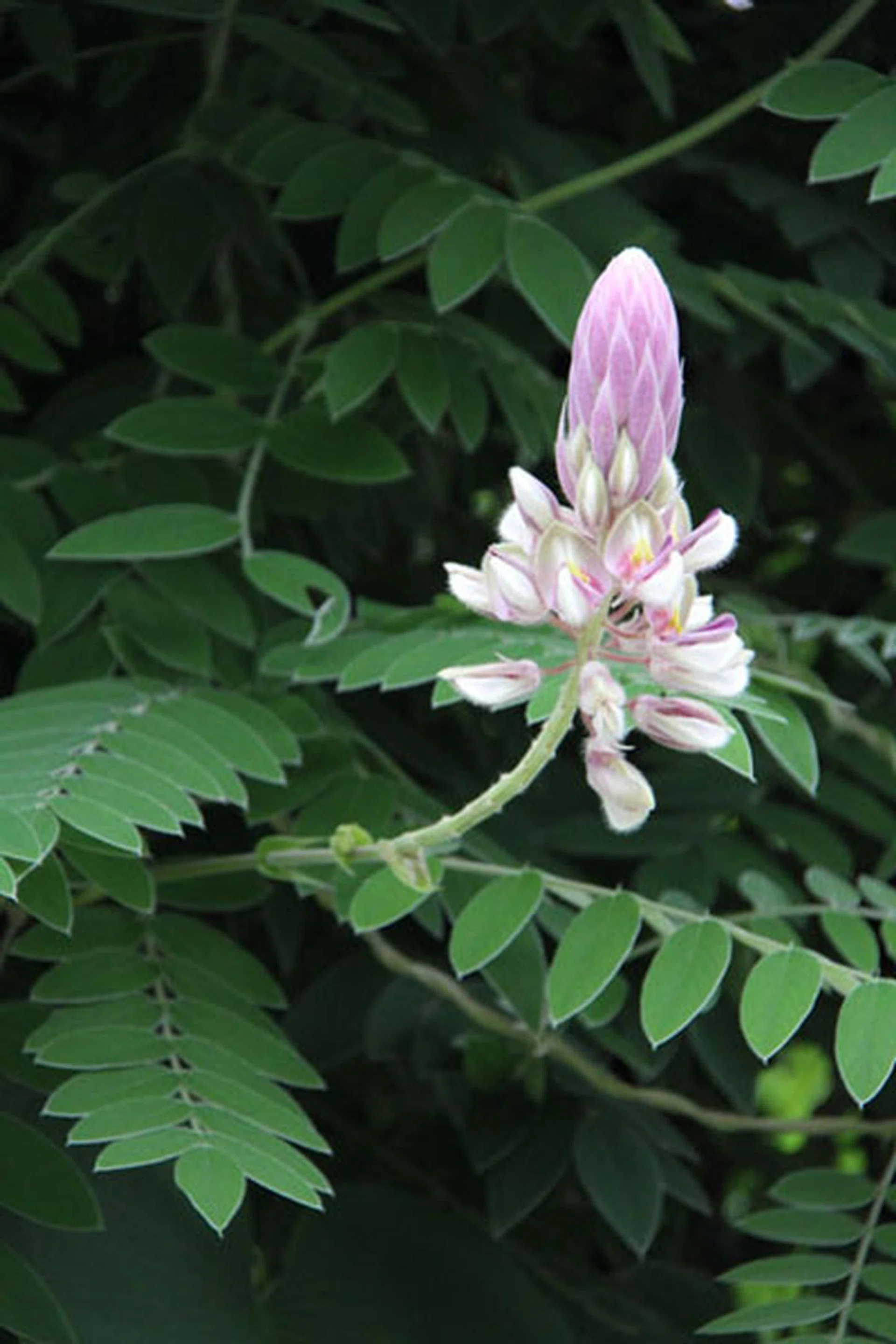 f/5.6, 320mm, 1/320 sec, ISO2500.