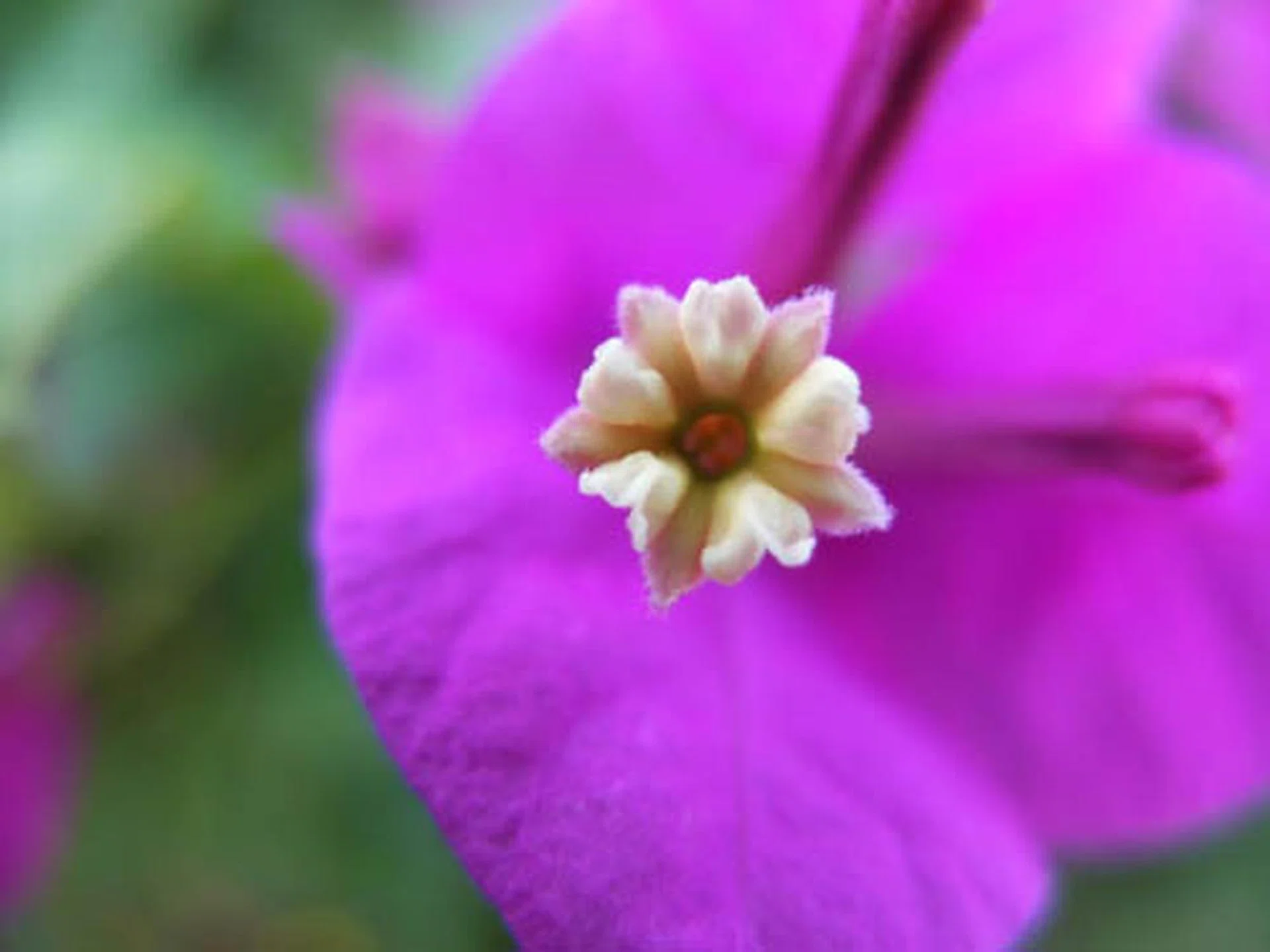 This is how much closer you can get using the X10's Super Macro mode, which lets you shoot as close as 1cm away from your subject. Accurate focus can be difficult to achieve at this distance though.