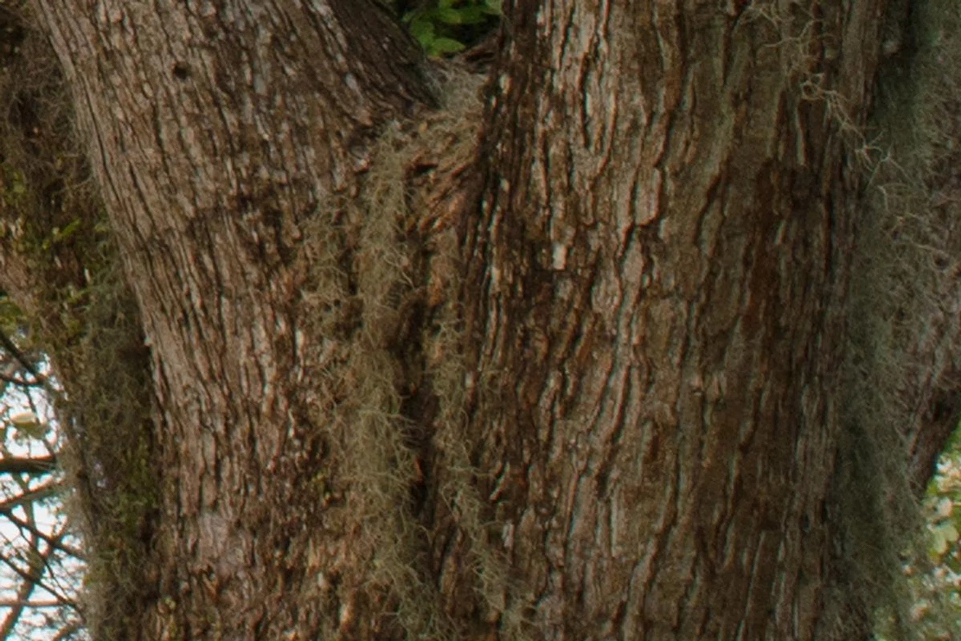 D800, 100% crop.