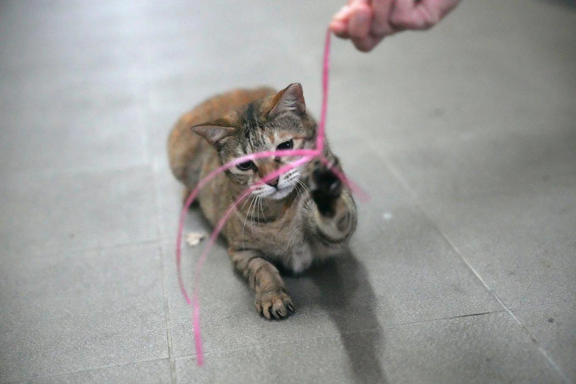 Even with obstacles, the camera was able to focus on the cat. Shooting info: 70mm at f/2.8, 1/500s, ISO 12800