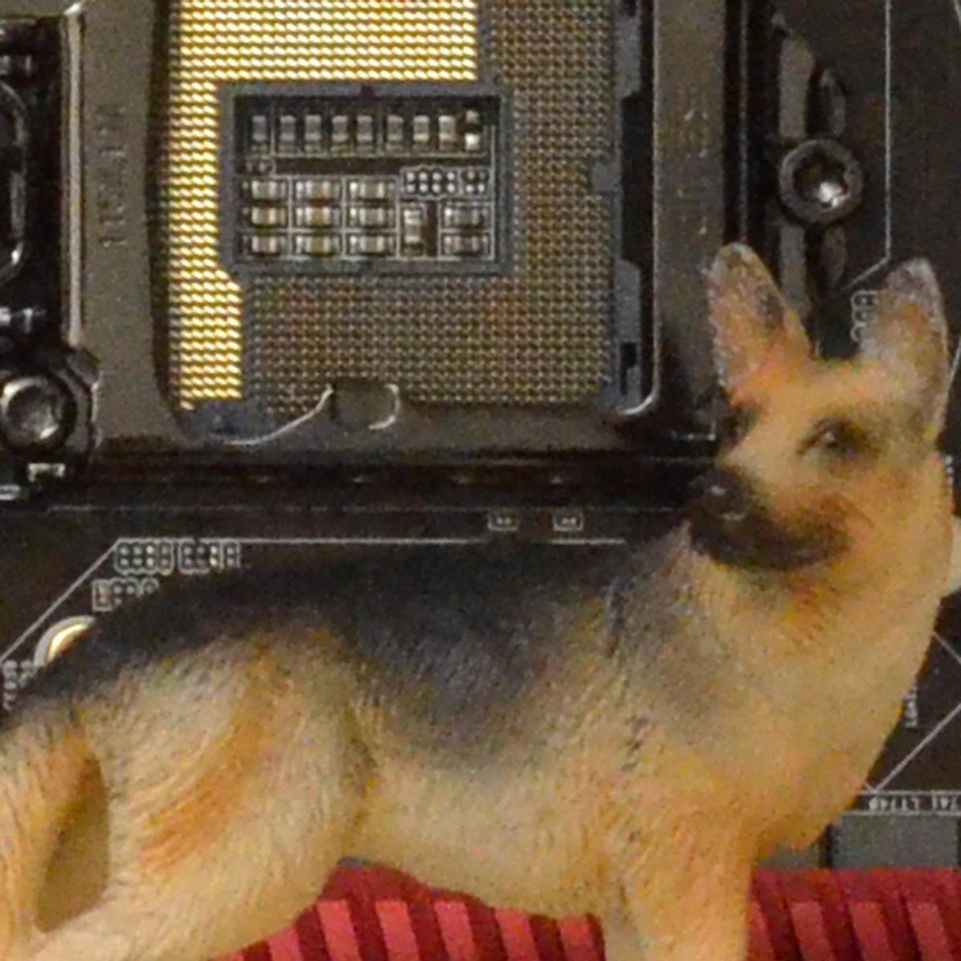 ISO5000. 100% crop of our test scene, click for the full resolution image.