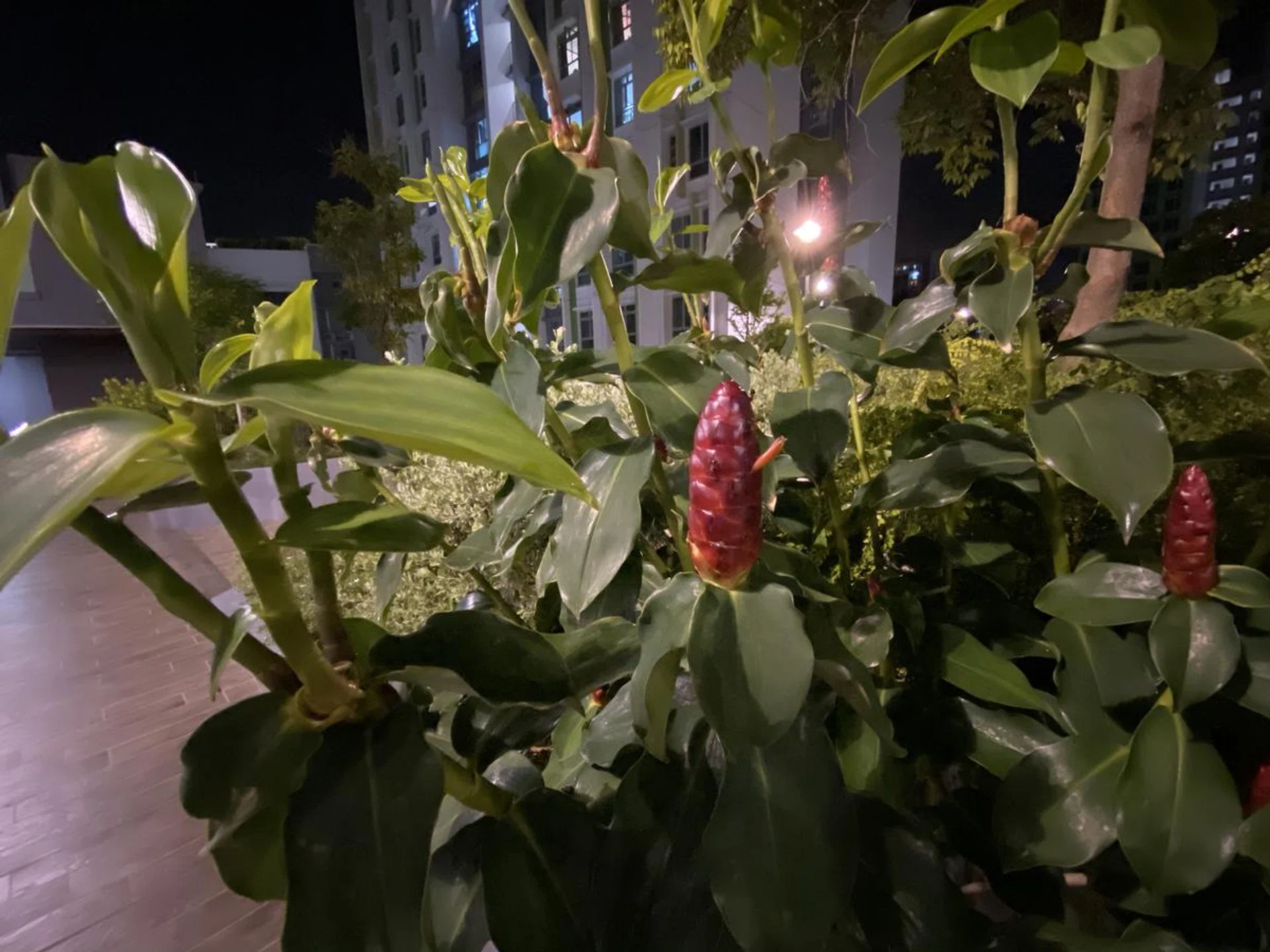 Shot with the iPhone 11 Pro Max's ultra wide camera in Night mode. Click to see full image.