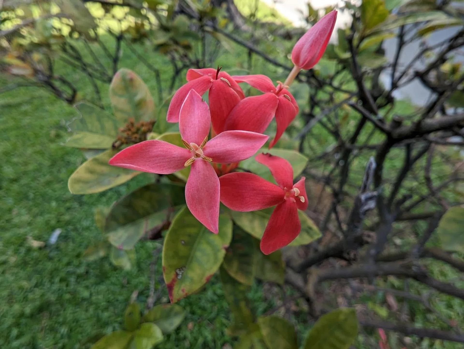 Macro (via Ultra-wide camera). This is an ixora, with 4-5mm large petals, so this is a real macro shot unlike what your eyes tell you. We'll take note to insert a reference item in future for better spatial awareness.