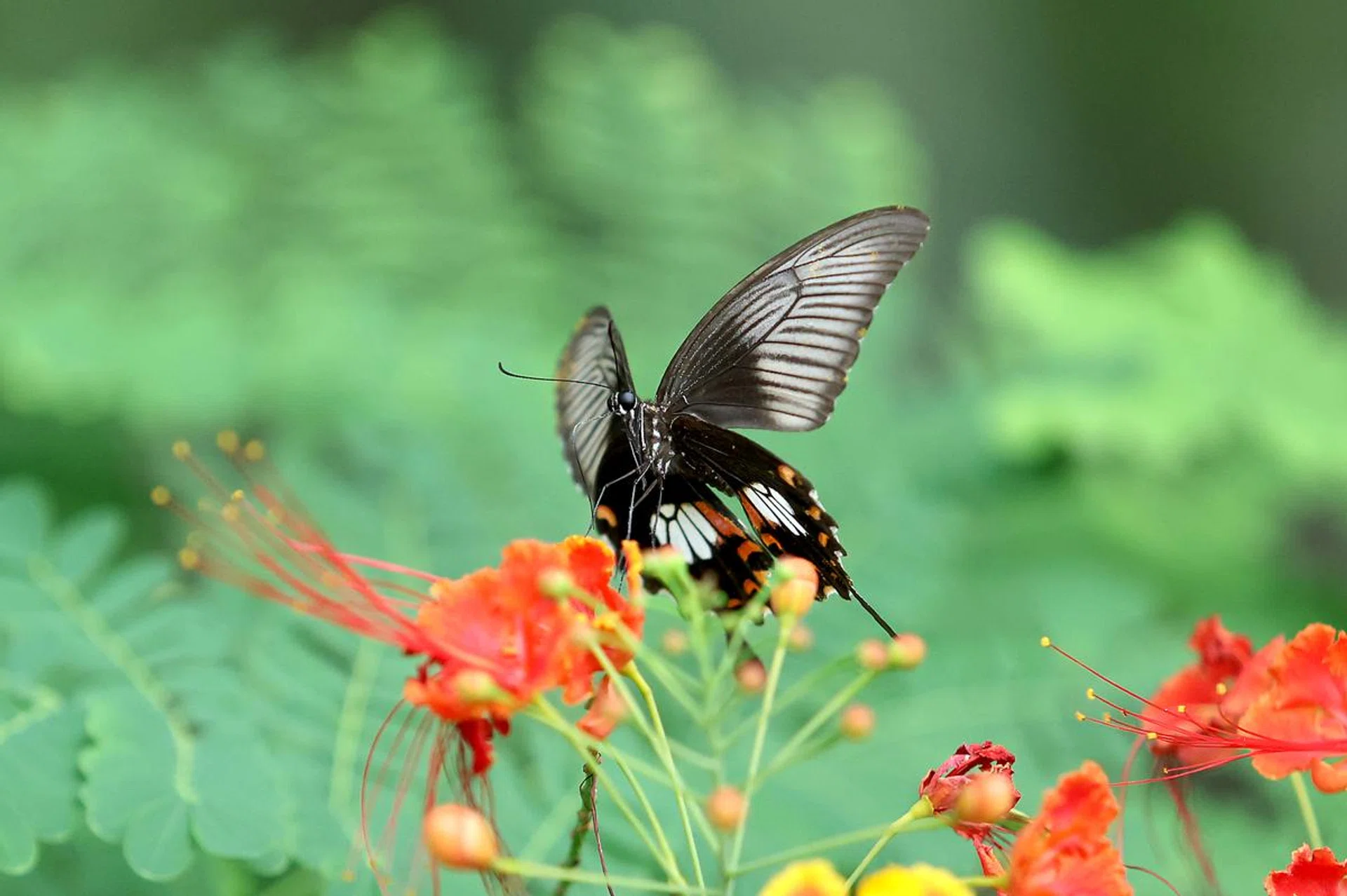 200mm at f/2.8, 1/6400s, ISO 3200 (50% crop). Photo: HWZ (Click to see image in full resolution)