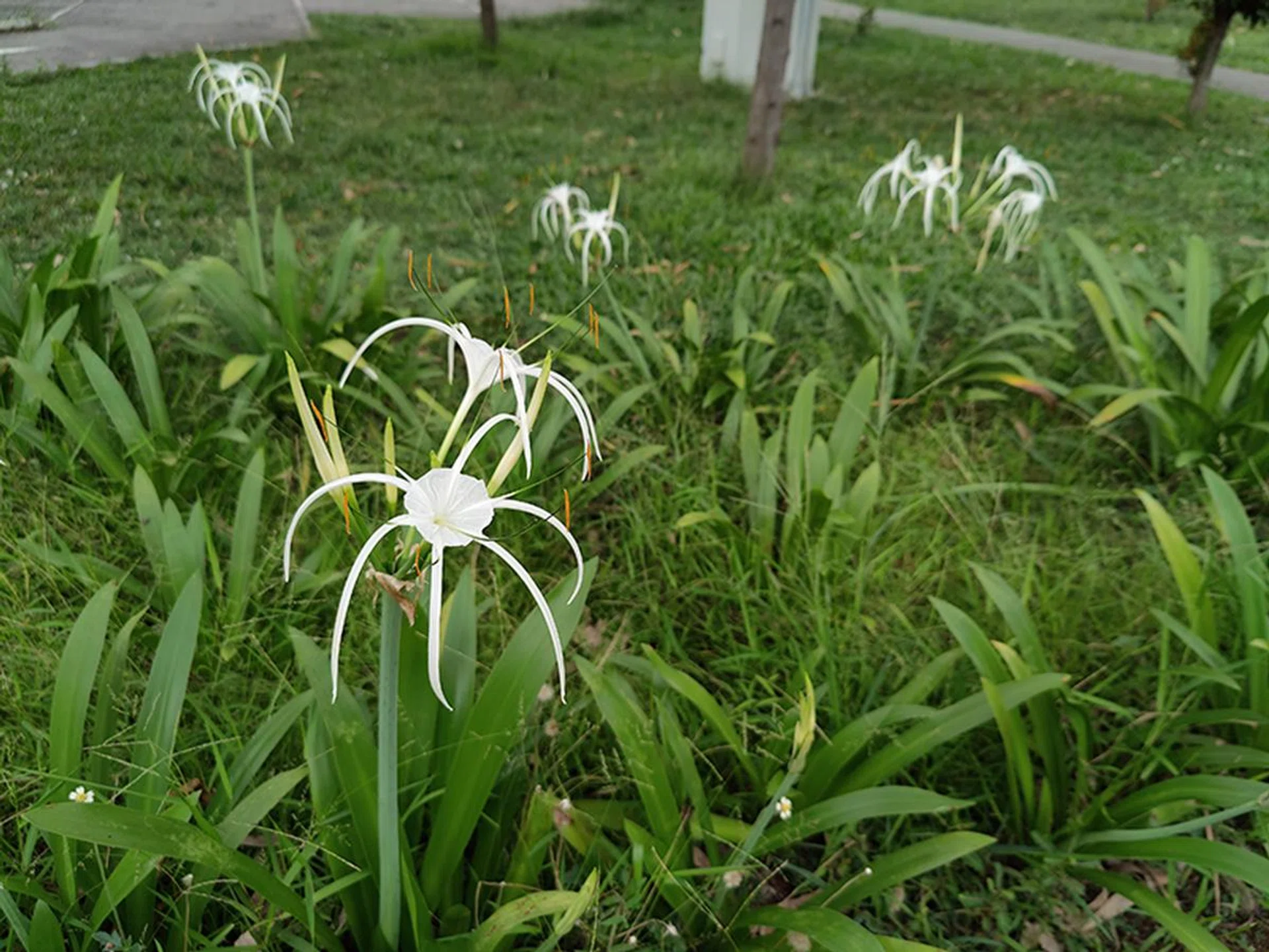 Testing of the optical zoom capabilities - this shot was done within 10x zoom (no electronic zoom).