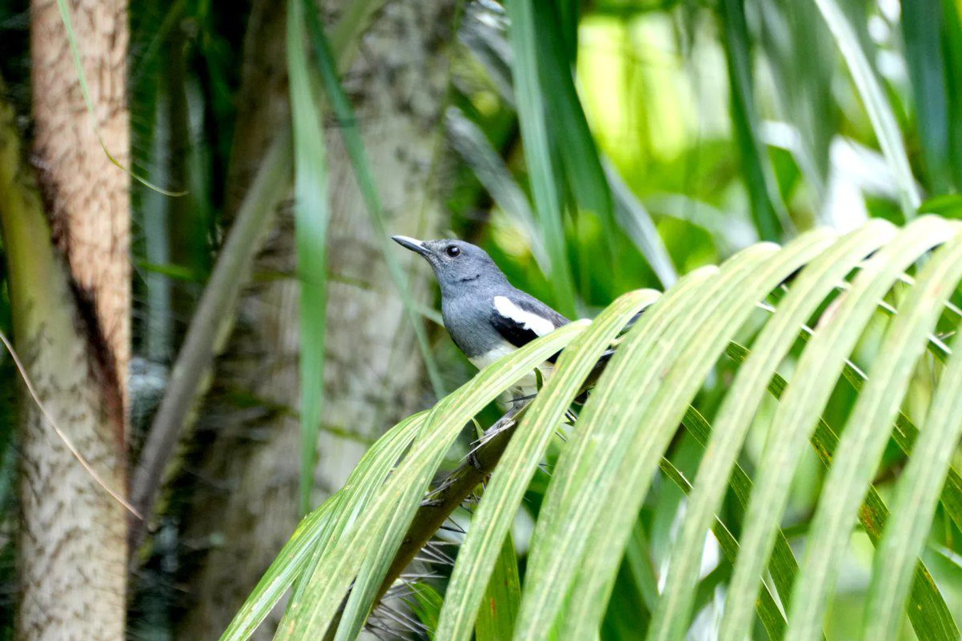 400mm at f/5.6, 1/640s, ISO 1600 (50% crop)