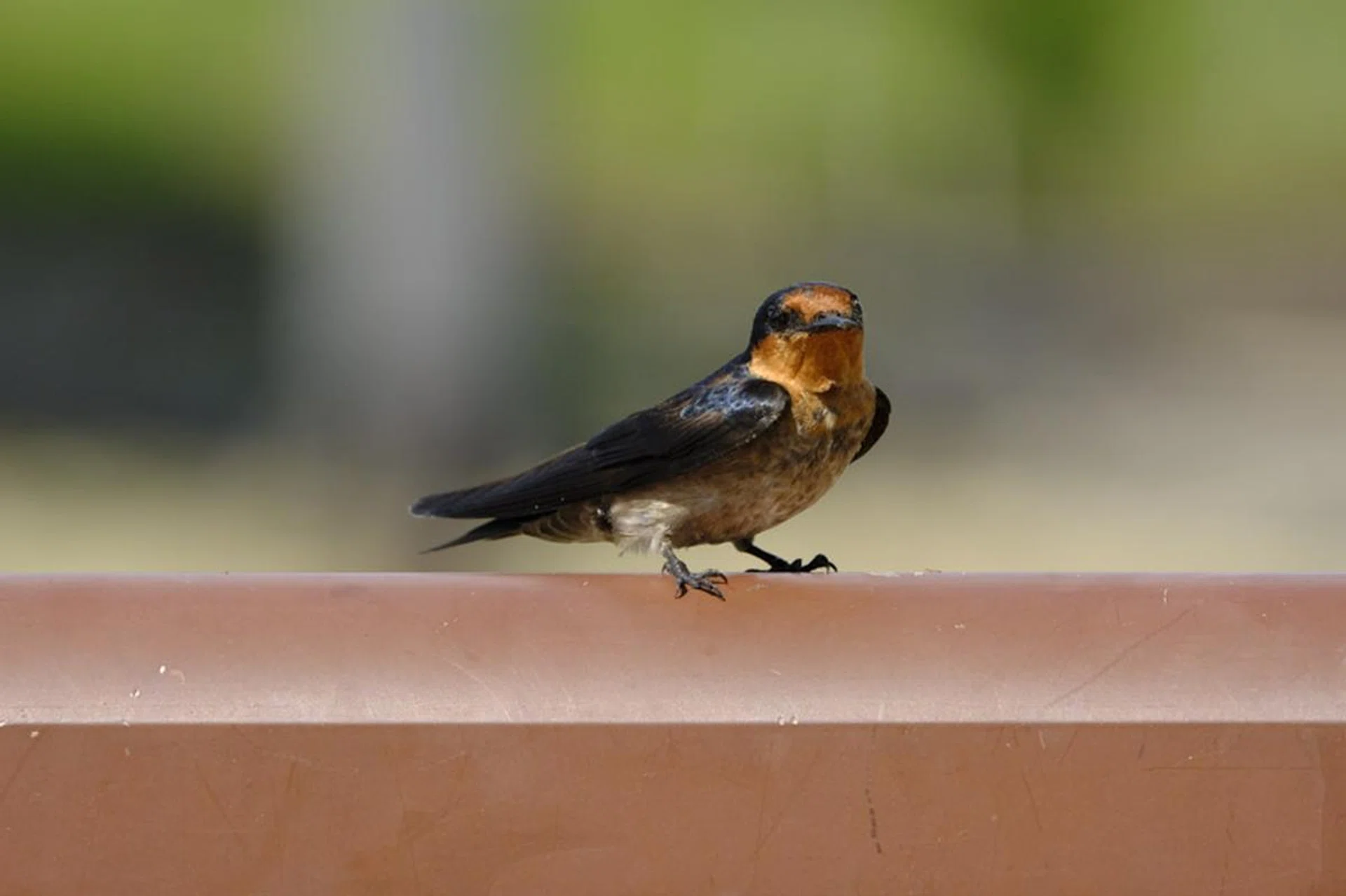 400mm at f/11, 1/1000s, ISO 1250