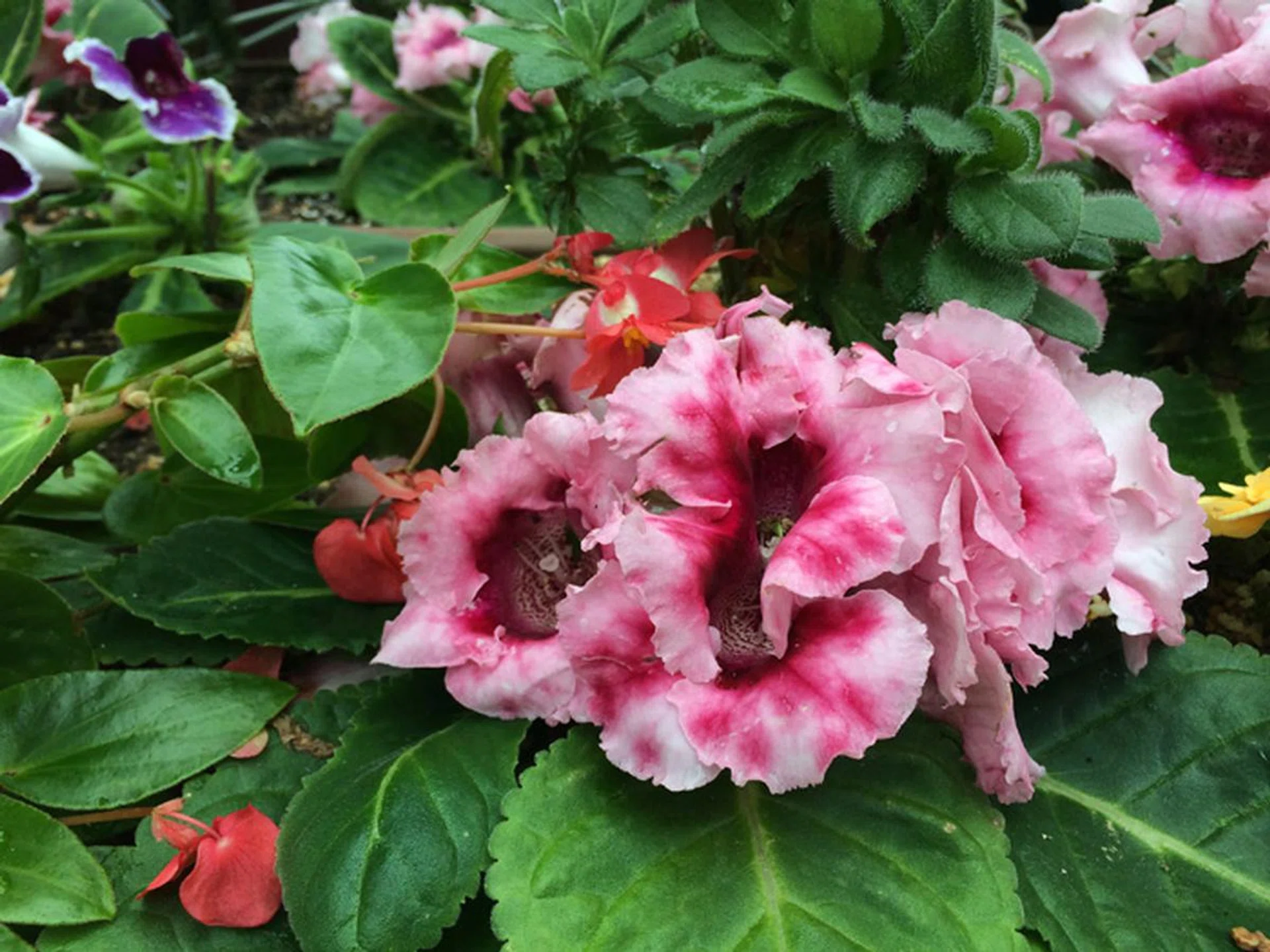 iPhone 5S, f/2.2 at 30mm, 1/148 sec, ISO 32.