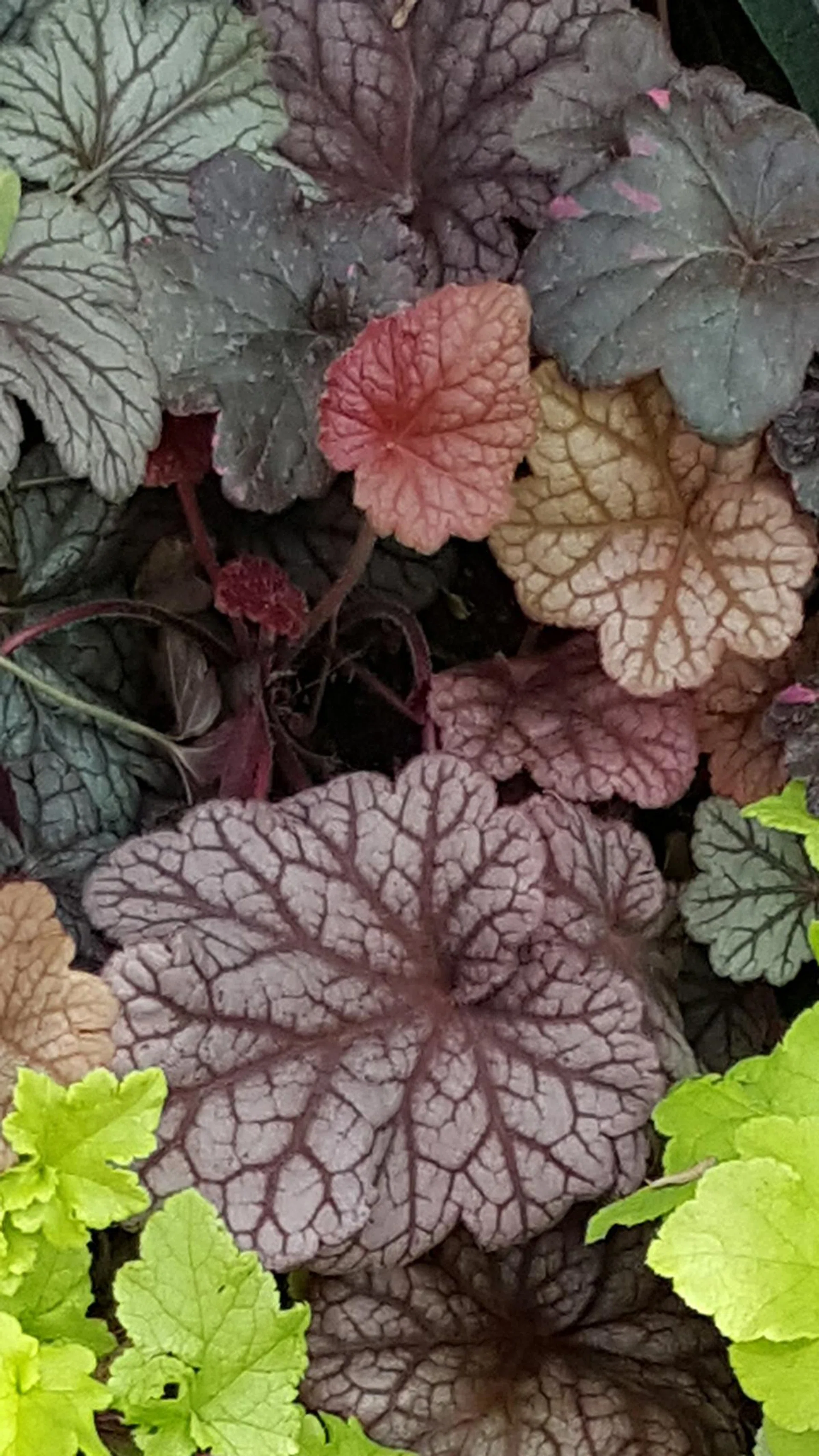 Samsung Galaxy Note 5, 100% crop. f/1.9 at 28mm, 1/100 sec, ISO 50.