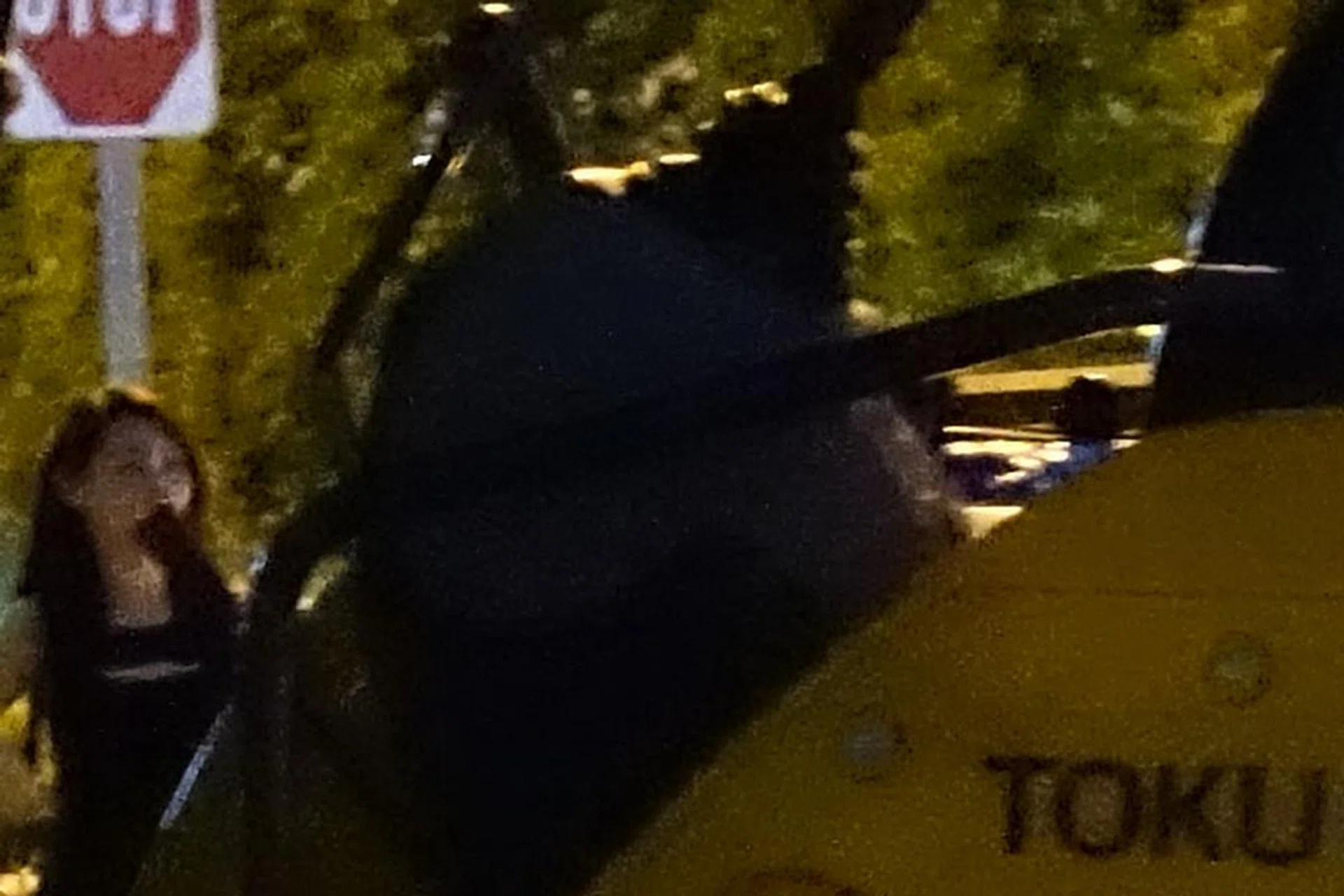 Compressed 100% crop.