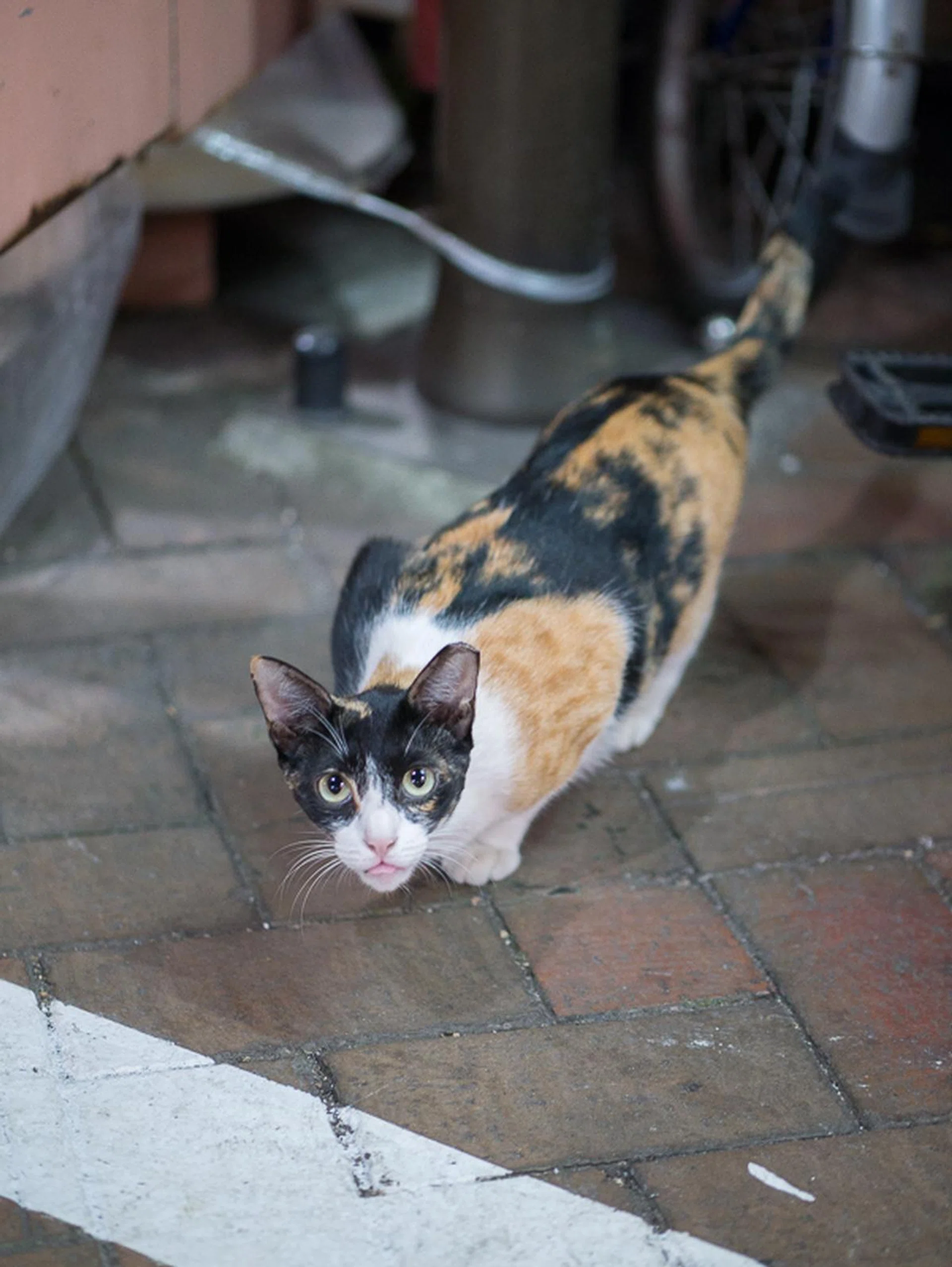 f/1.2 at 42.5mm, 1/100 sec, ISO 1600.