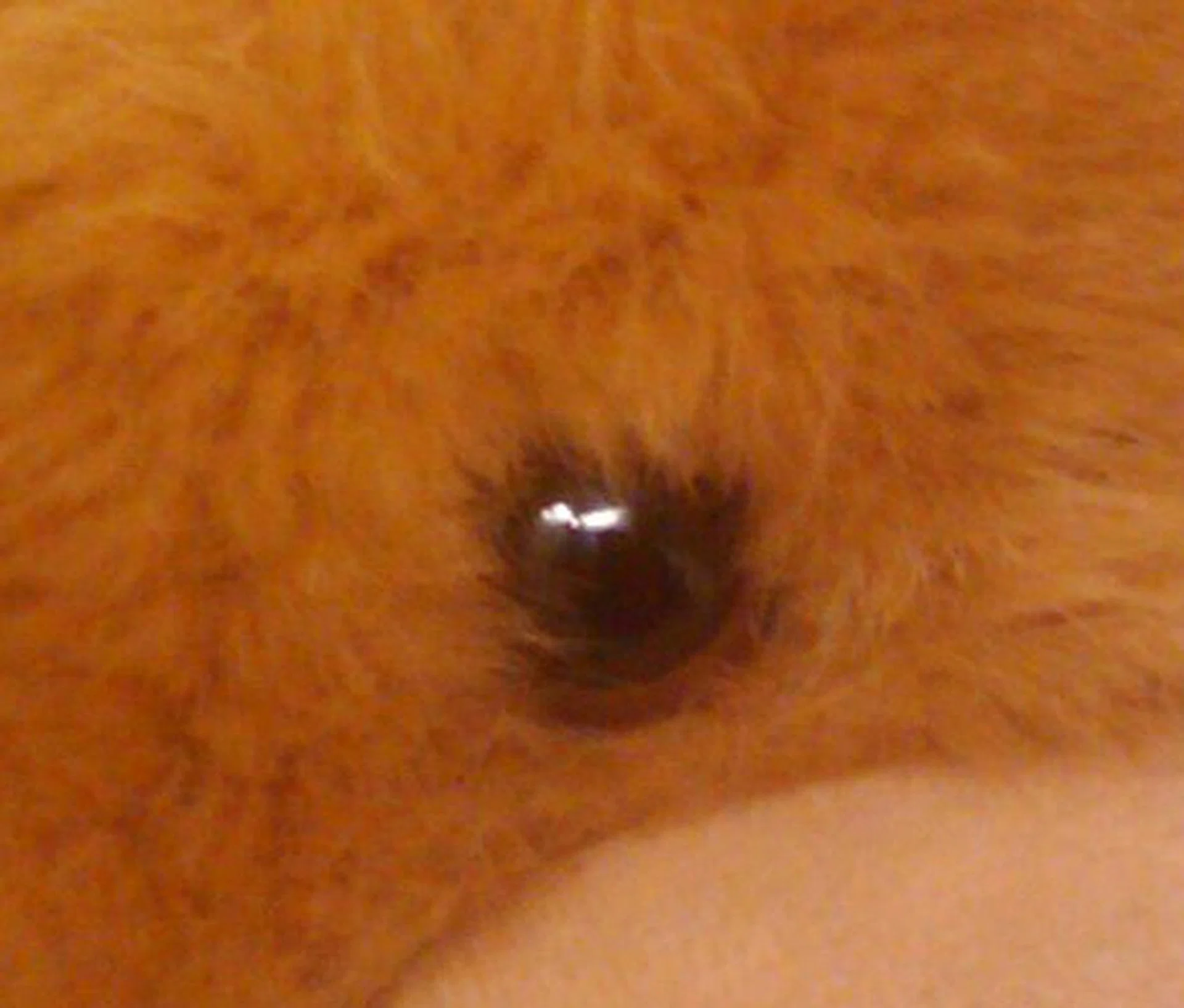 The details are still acceptable for a camera of its caliber, showing an average amount of distinction between the fur.