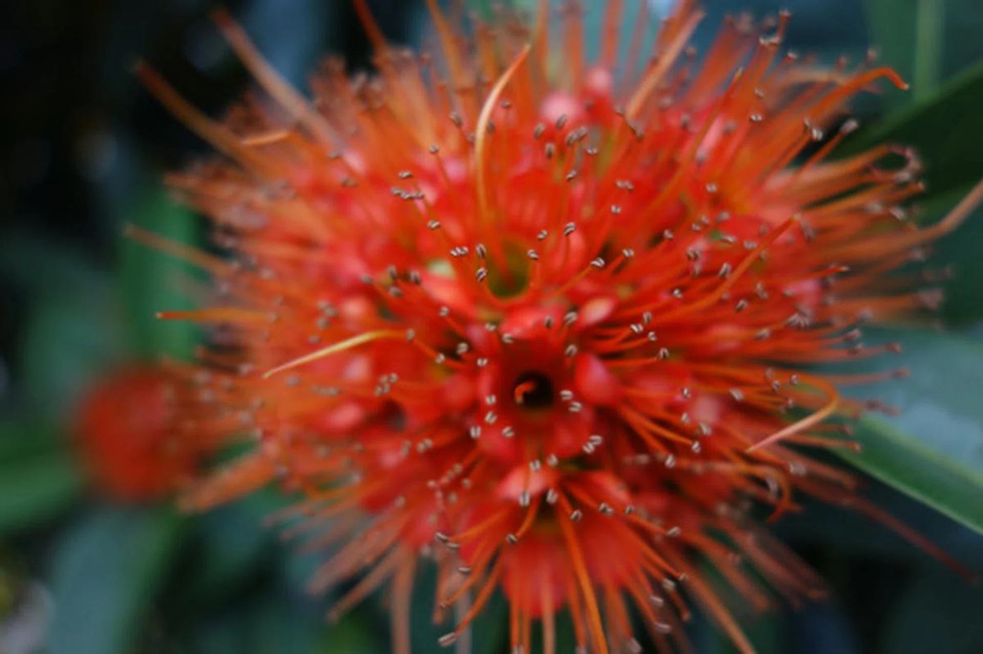 The F1.8 lens allows for some creamy background blurriness, something the average point-and-shoot will never accomplish