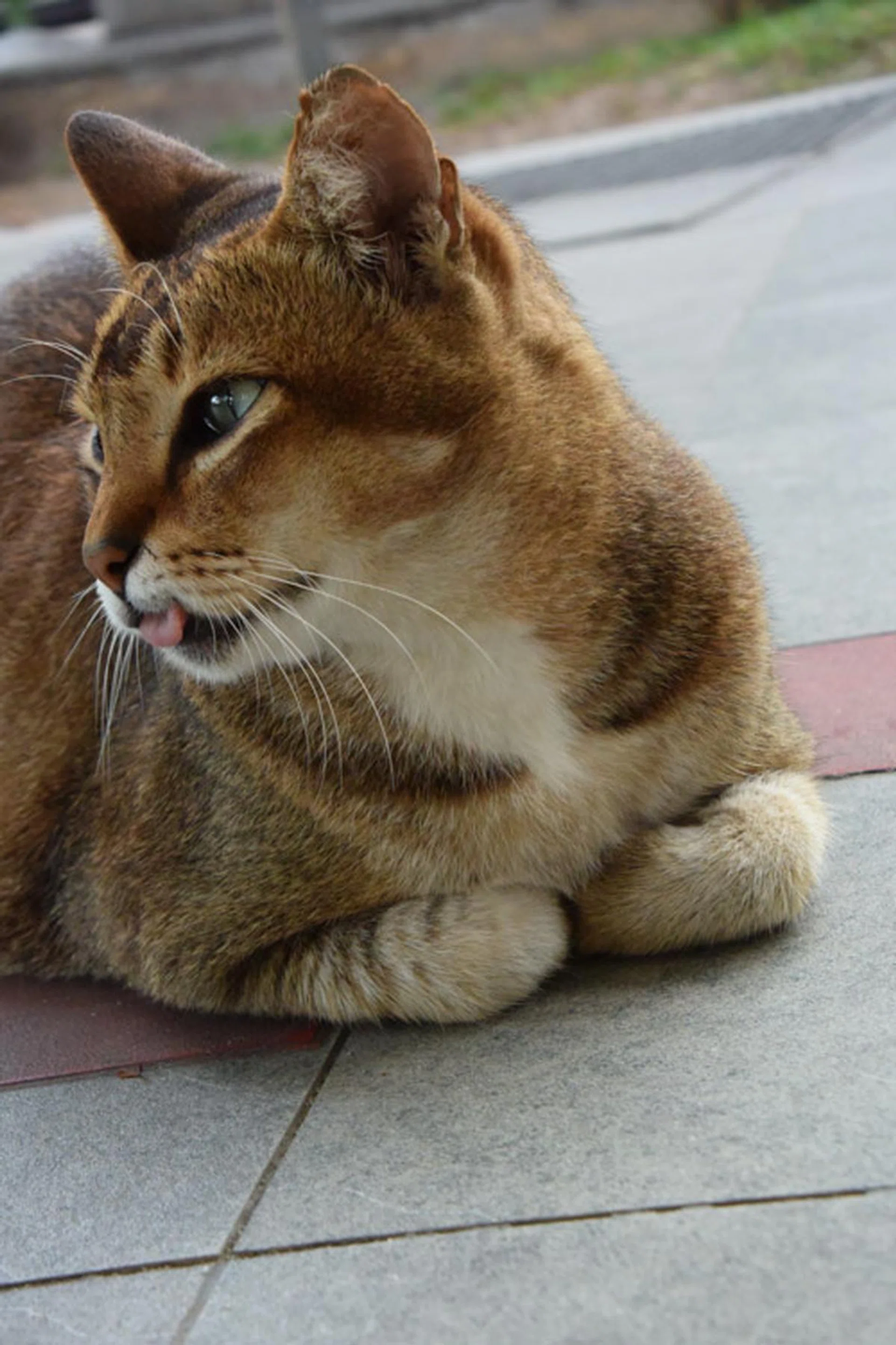 f/5.6 at 30mm, 1/60s, ISO 1100