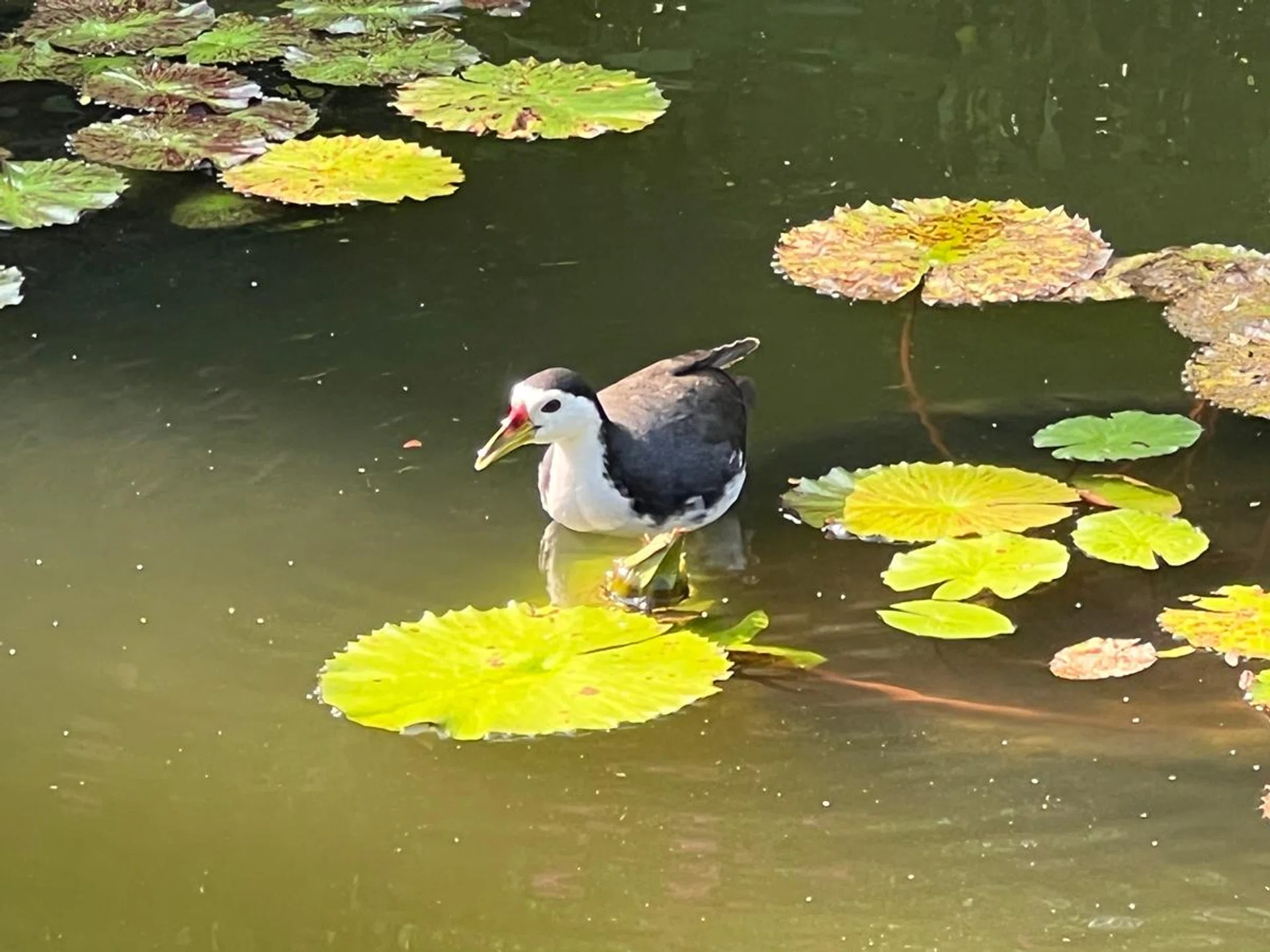 Apple iPhone 13 Pro Max.