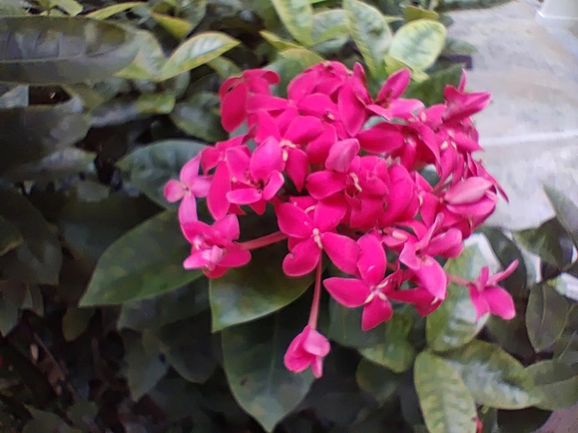 The built-in "Super Macro" Mode, OnePlus 8. It triggers the built-in 2MP macro camera, which was hard to control.