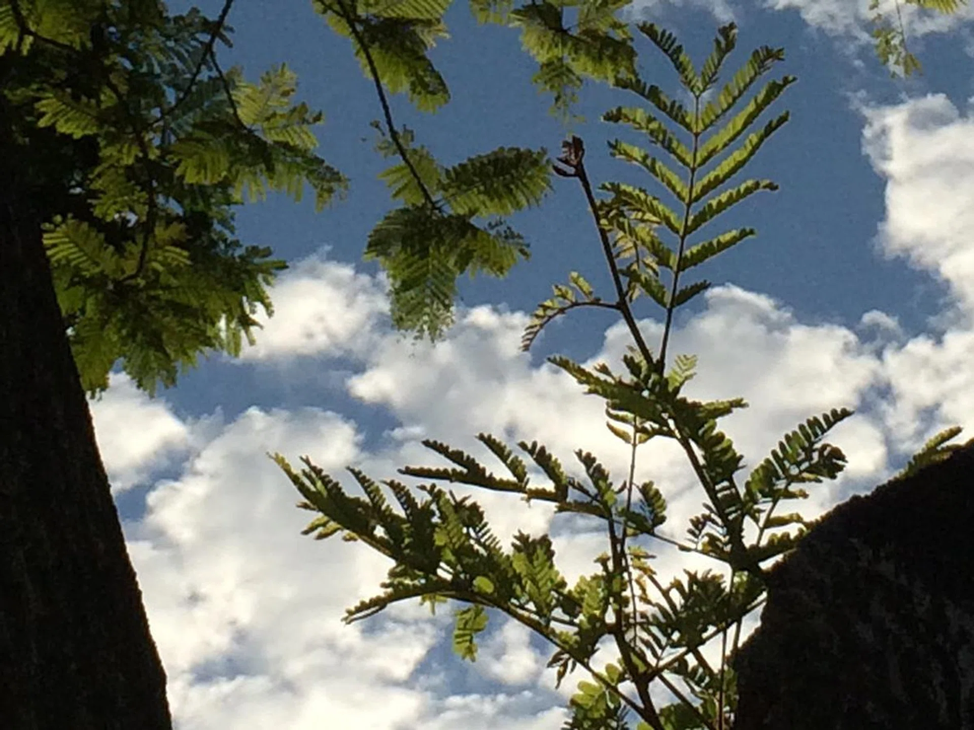 iPhone 5S, 100% crop.