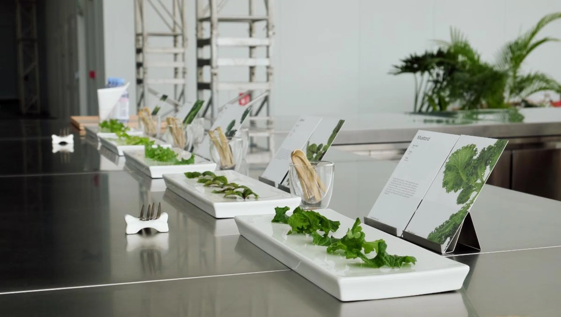Nine crops are grown at the smart farm and they are crystal green lettuce, romaine lettuce, Swiss chard, mustard, ice plant, red coral lettuce, sorrel, mizuna, and kale.
