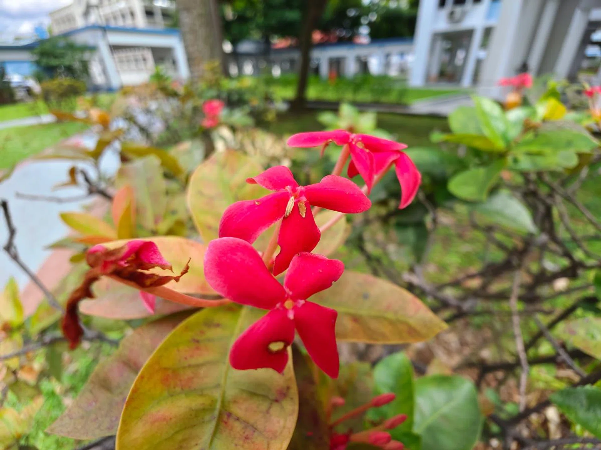 Macro shot (via ultra-wide-angle camera). Note that this is an ixora, with 4-5mm large petals, so this is a genuine macro shot unlike what your eyes tell you. We'll take note to insert a reference item in future for better spatial awareness.