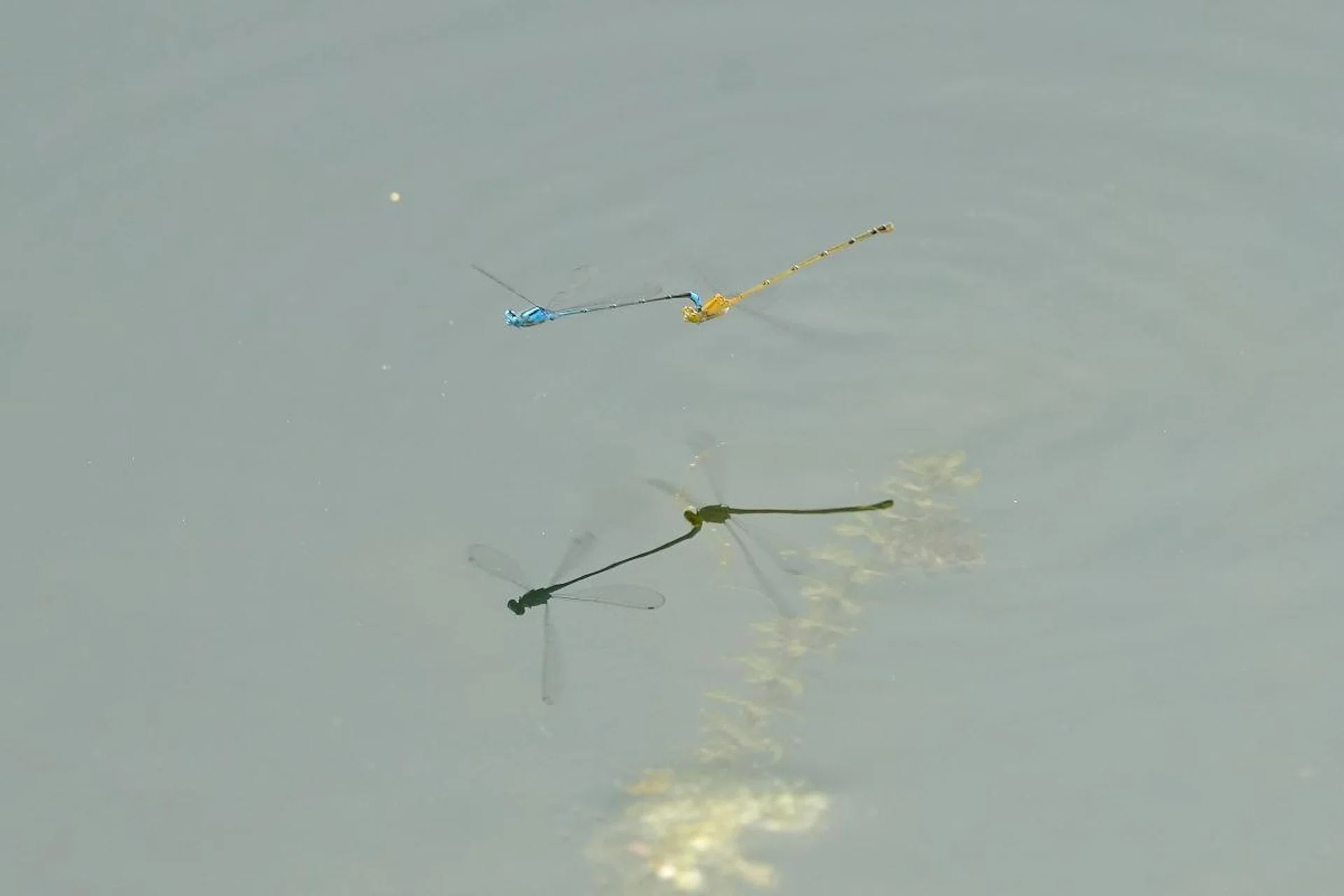 Considering how quick the dragonflies are flying, it is amazing that the A7 IV was managed to capture this shot. Shooting info: 444mm at f/6.3, 1/1000s, ISO 1600 (50% crop)