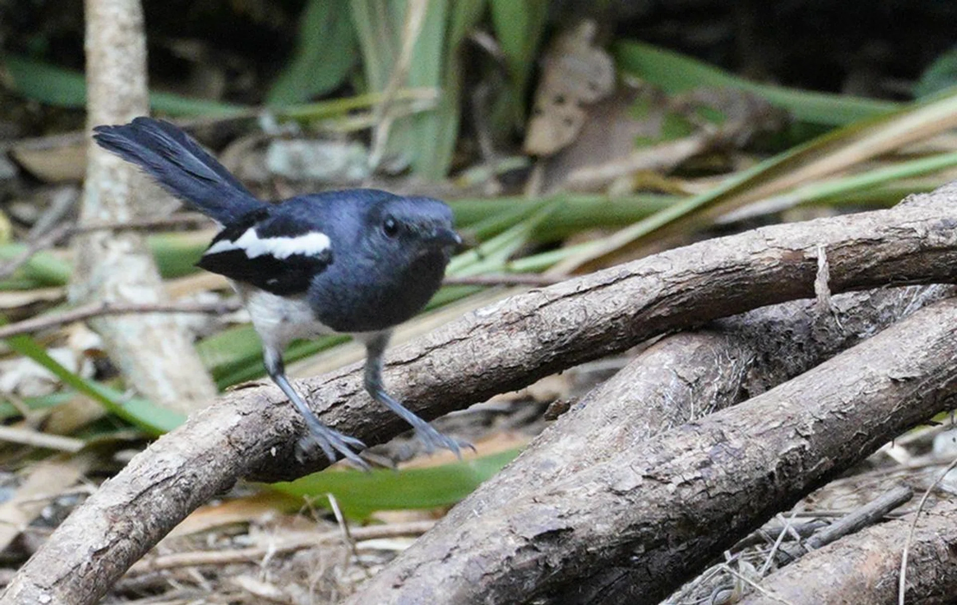 Using the shutter button to focus and take the image can sometimes be 
a bit too slow. Shootng info: 200mm at f/8, 1/500s, ISO 5000 (50% crop)