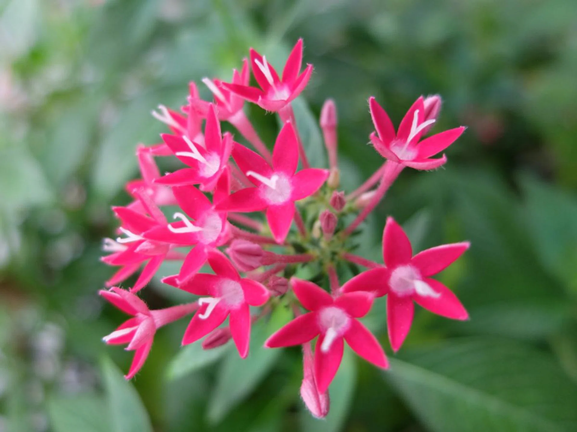 f/2.0 at 28mm, 1/350 sec, ISO200 (shot with super macro mode)