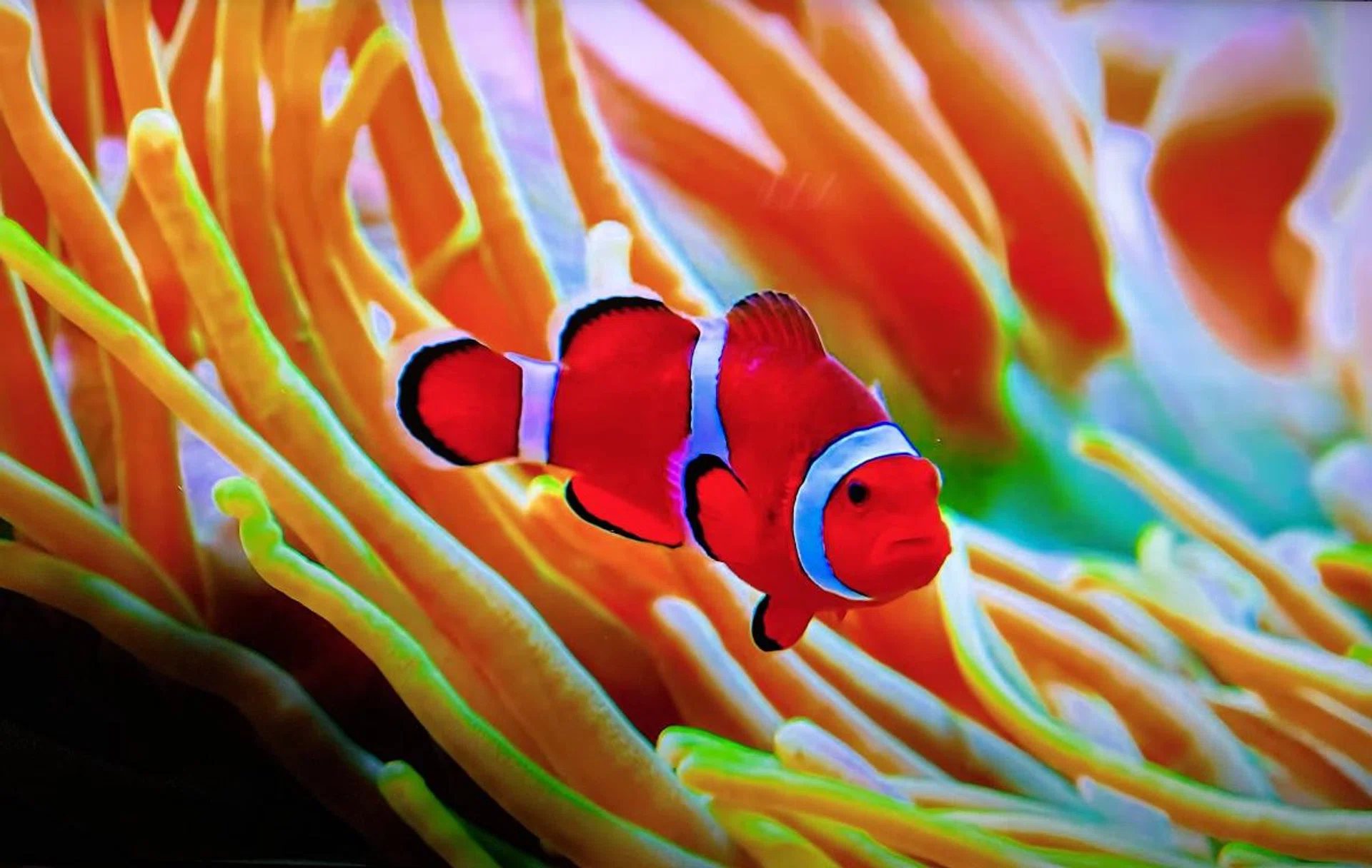 Nemo in native 8K content format, courtesy of YouTube.