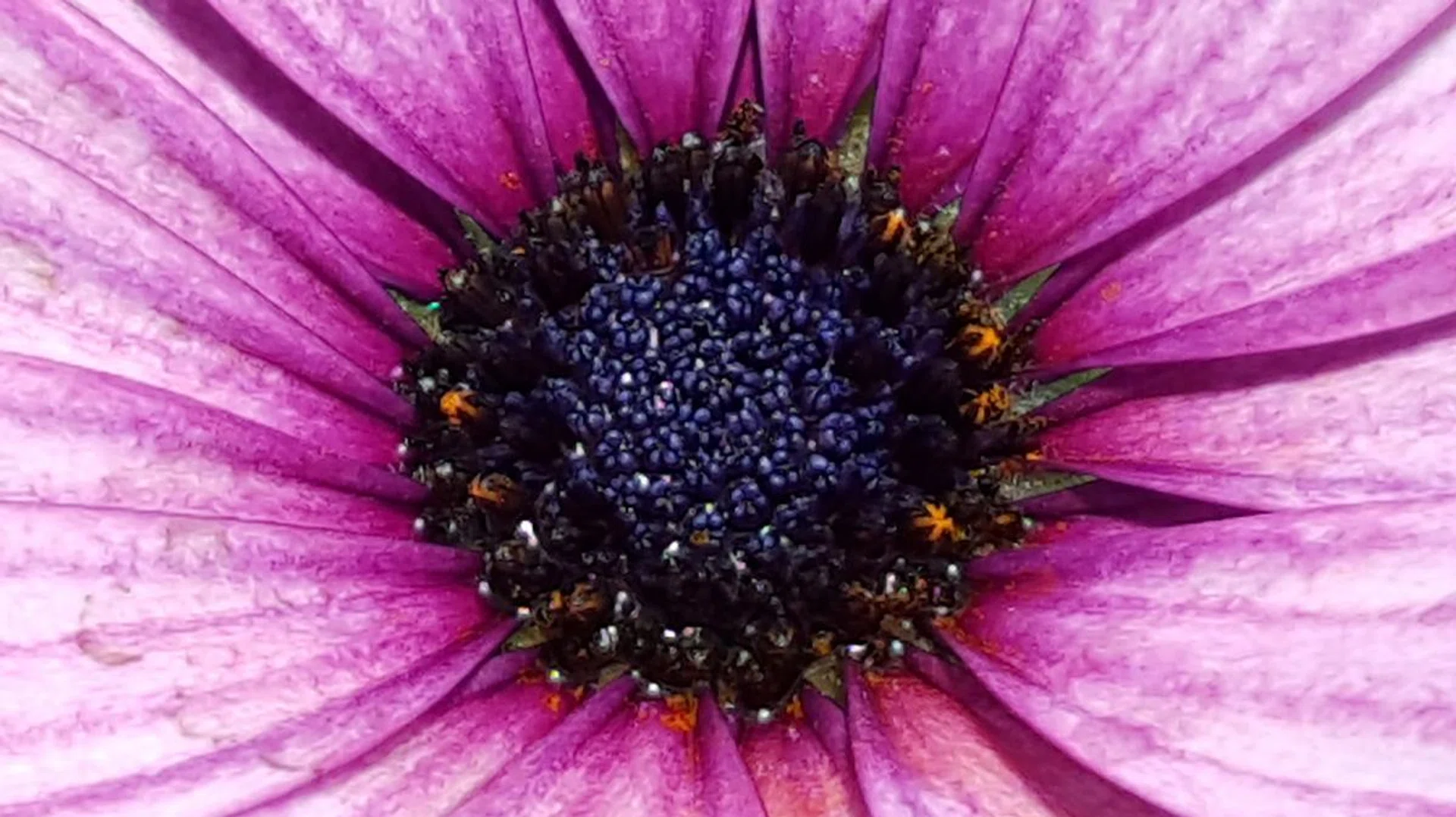 Samsung Galaxy Note 5, 100% crop. f/1.9 at 28mm, 1/850 sec, ISO 40.