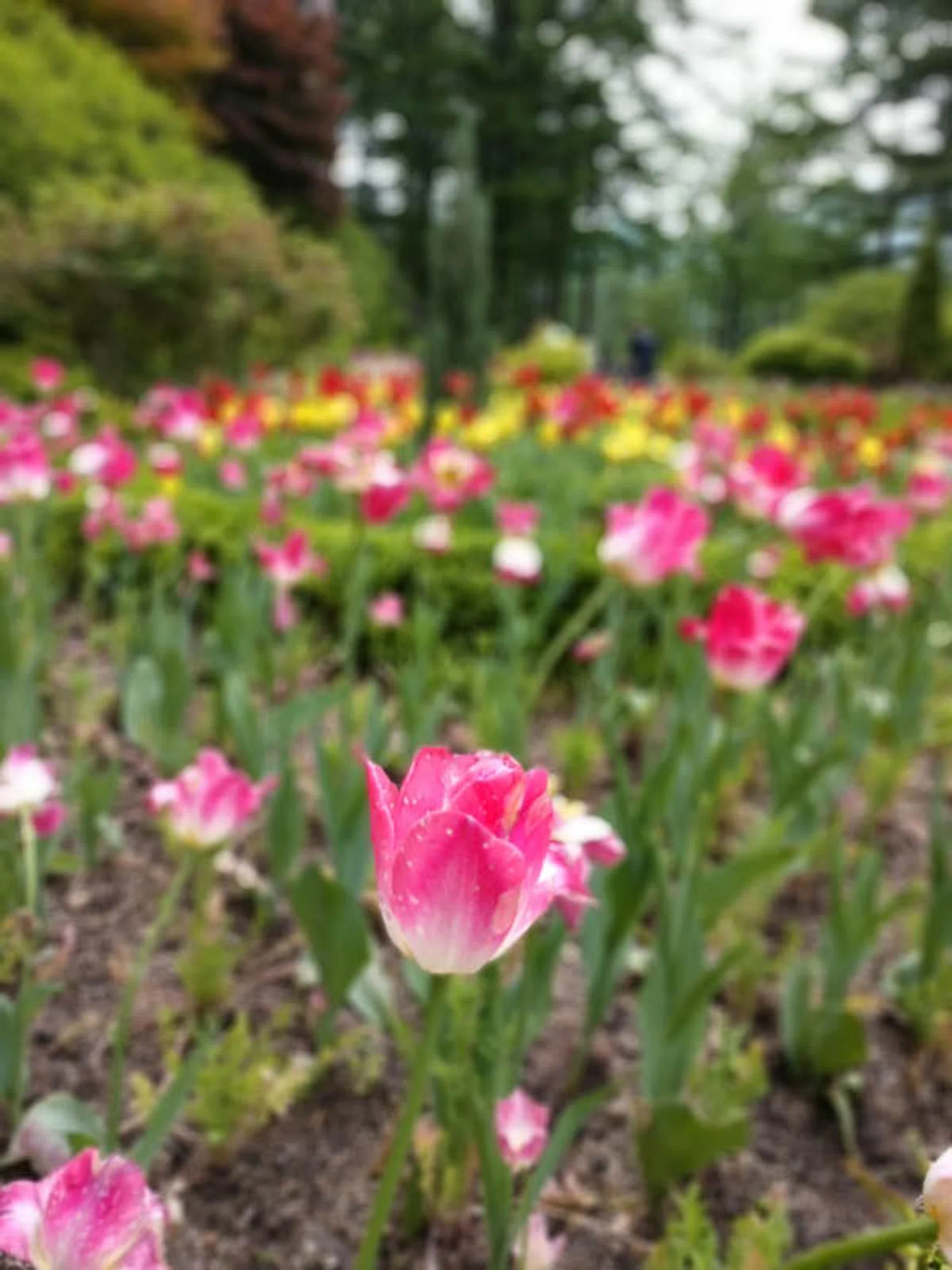 Portrait mode of Z2 Force. While it does have bokeh, it feels somewhat unnatural.