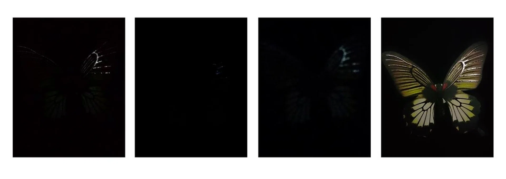 Photos taken in Auto mode.<br>Left to right: ASUS ZenFone 5, HTC One (M8), Samsung Galaxy S5 and Sony Xperia Z2.