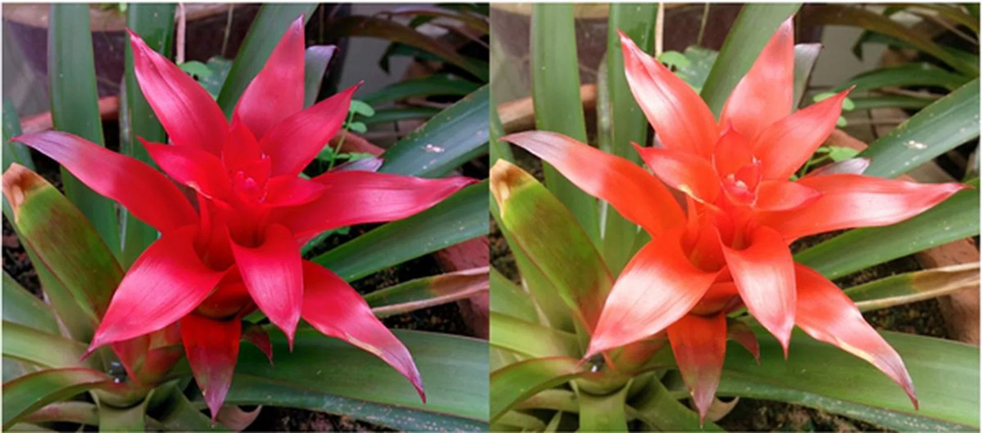 Left: HDR+ mode<br>
Right: Normal mode