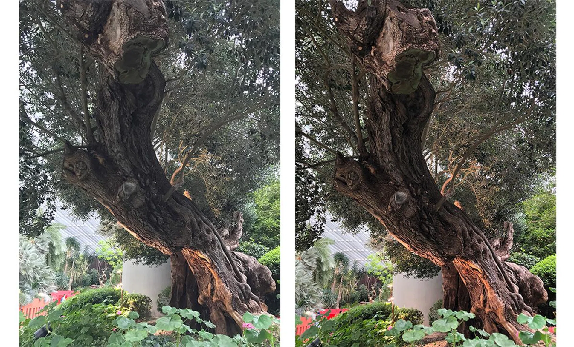 The tree in the iPhone 7 Plus HDR shot (left) looks flat, while the tree in the iPhone 8 Plus HDR shot (right) has more contrast and looks more vibrant.