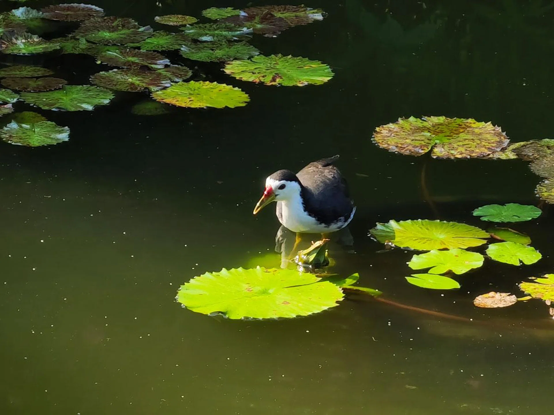 10x optical zoom on Vivo X80 Pro.