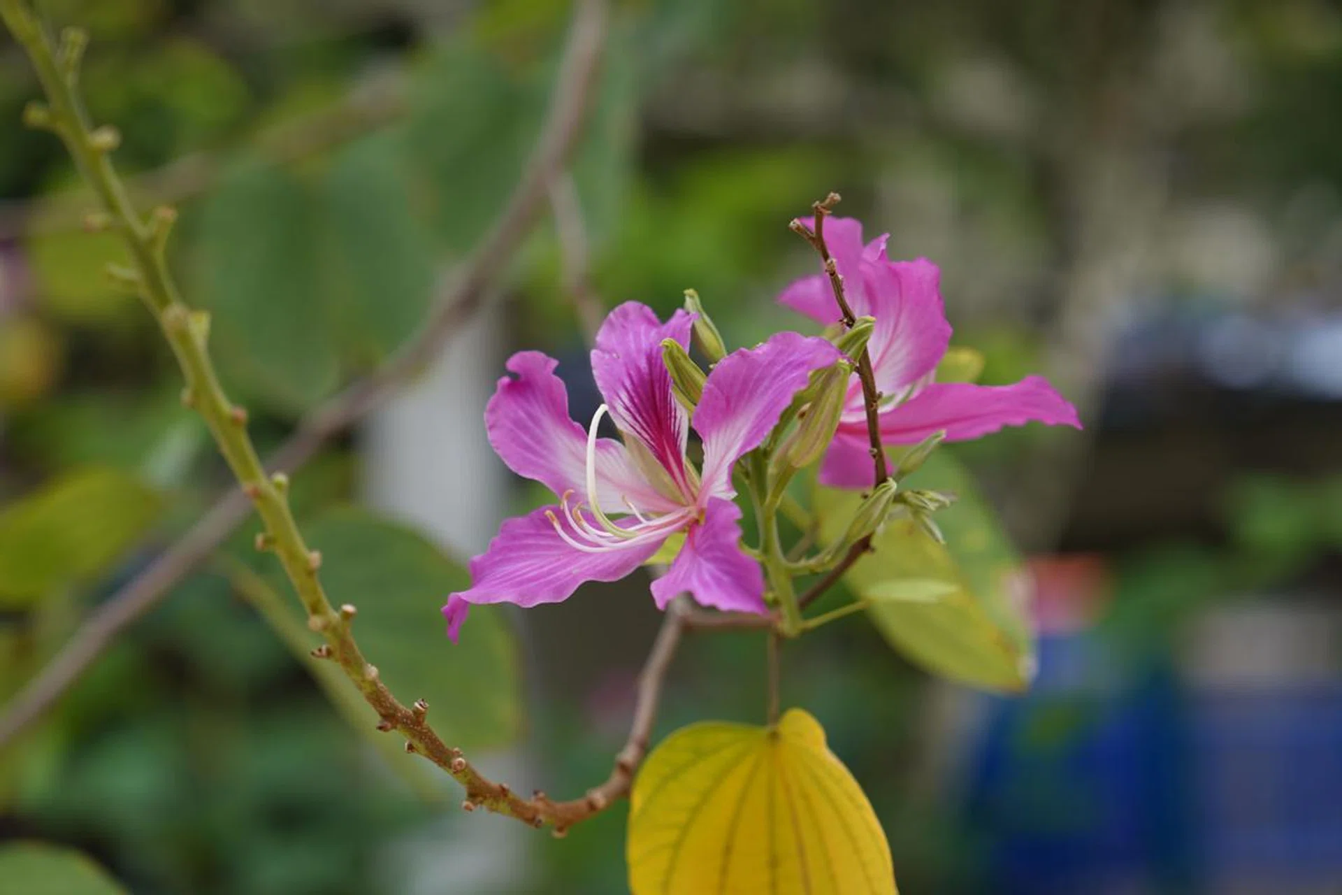 This lens is ideal for shooting flowers. Shooting info: 70mm at f/2.8, 1/100s, ISO 50