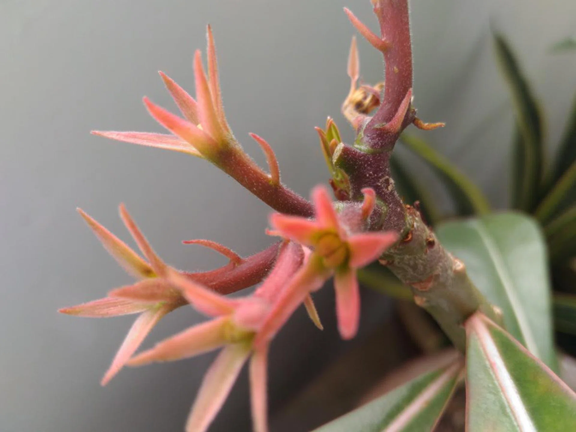 Notice how the fine hairy structures of the plant are captured by the 13-megapixel rear camera of the ASUS ZenFone Selfie.