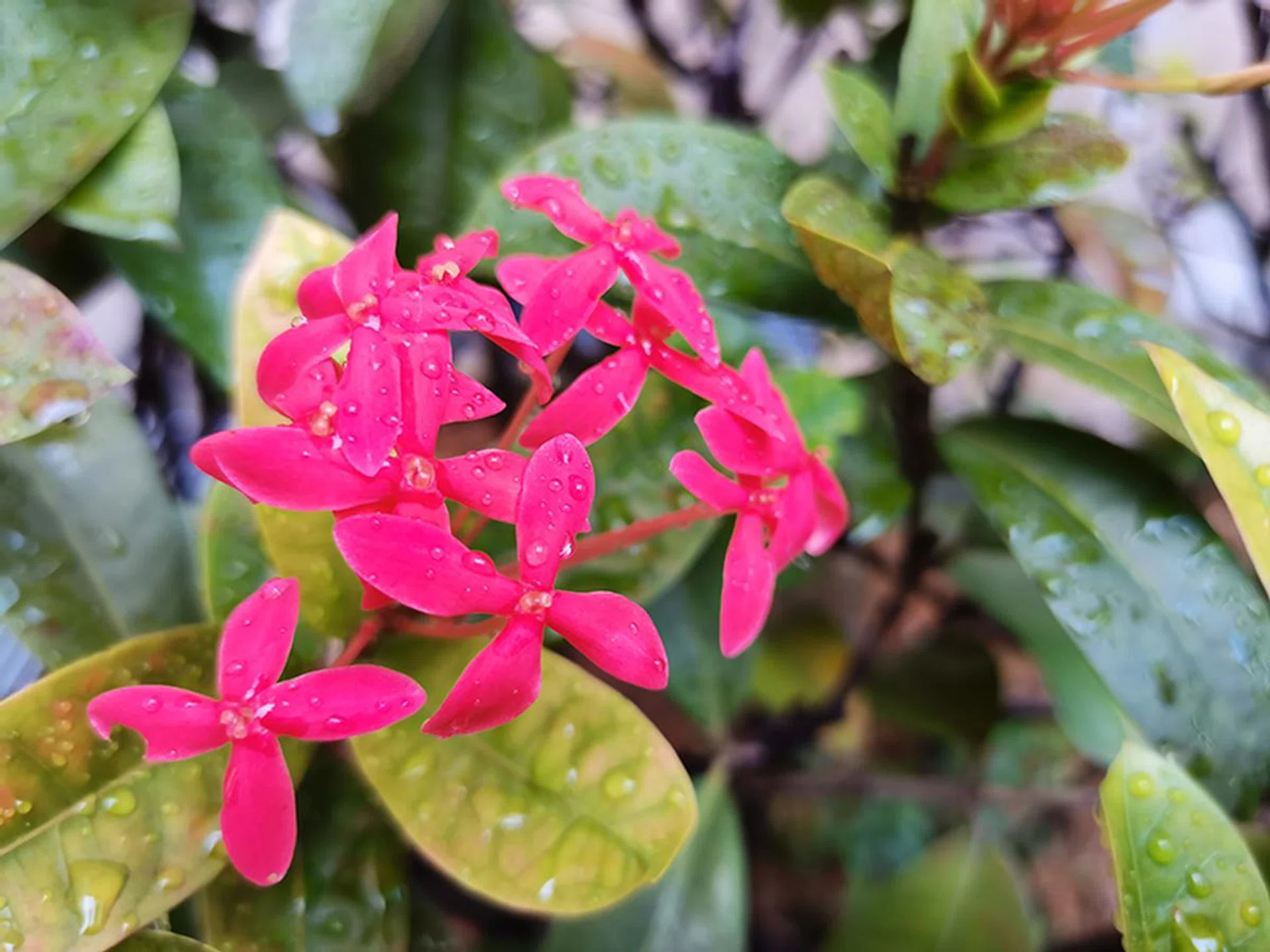 A close-up shot using the Main camera.