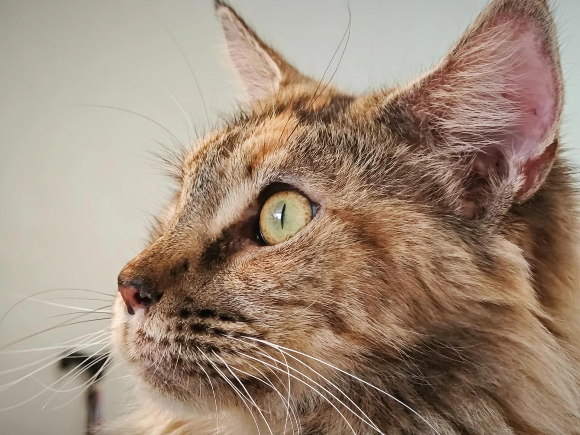 4x hybrid zoom. Photo: HWZ.