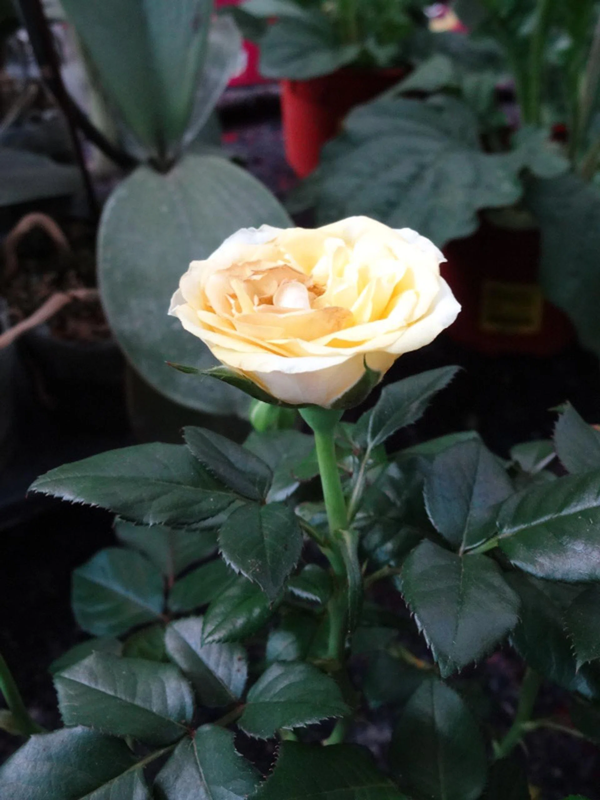 f/3.5 at 163mm, 1/25 sec, ISO800