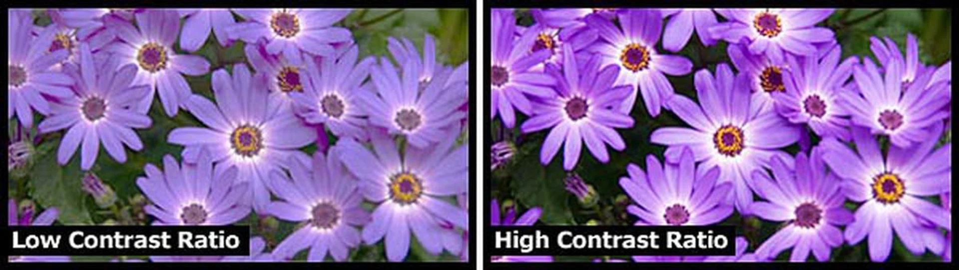 A higher contrast ratio typically means better color representation.