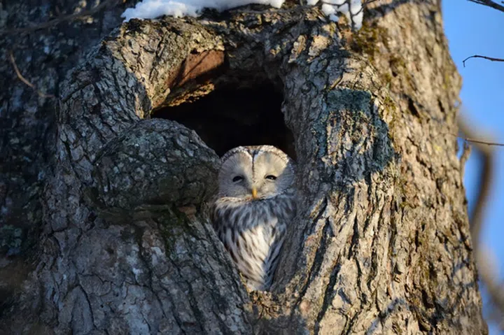 A sample image from Nikon shot by the 800mm lens. Click to see the full-resolution image.