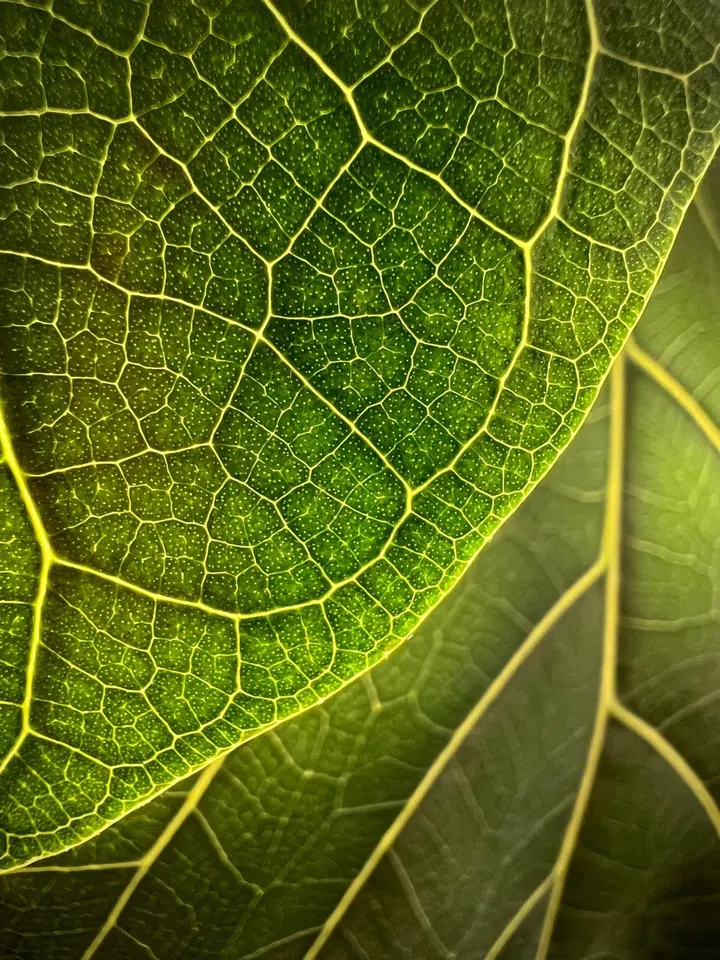 "Leaf Illumination" / Trevor Collins / iPhone 13 Pro