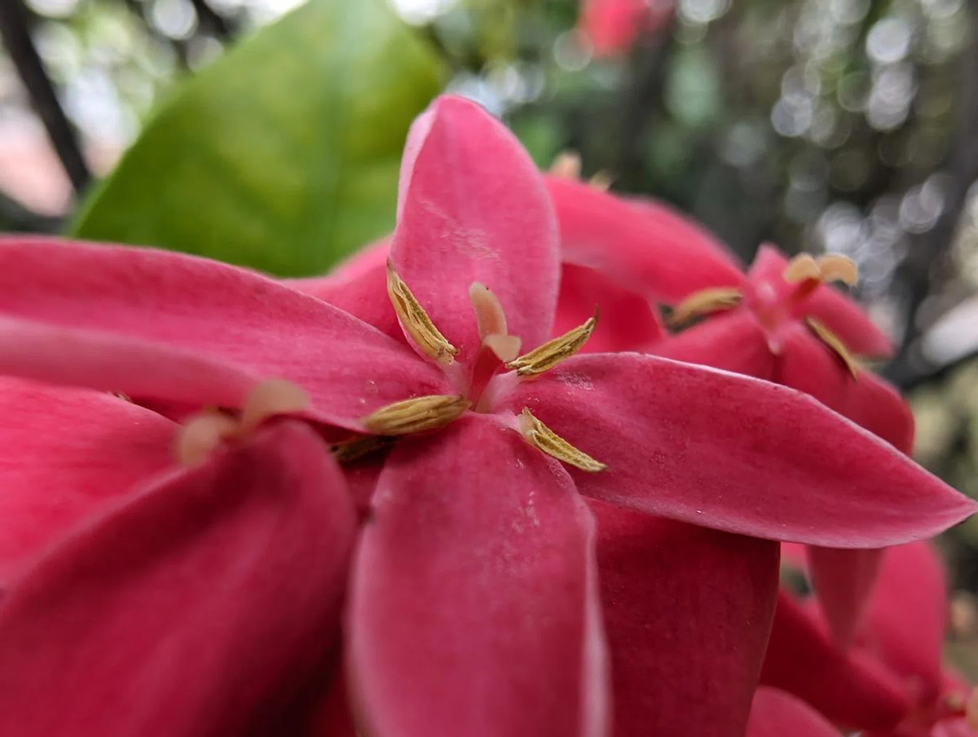 Google Pixel 8 Pro, macro.