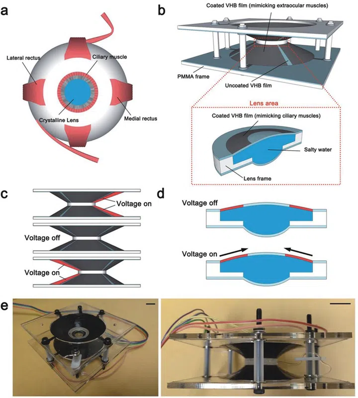 Image source: Wiley via Advanced Functional Materials