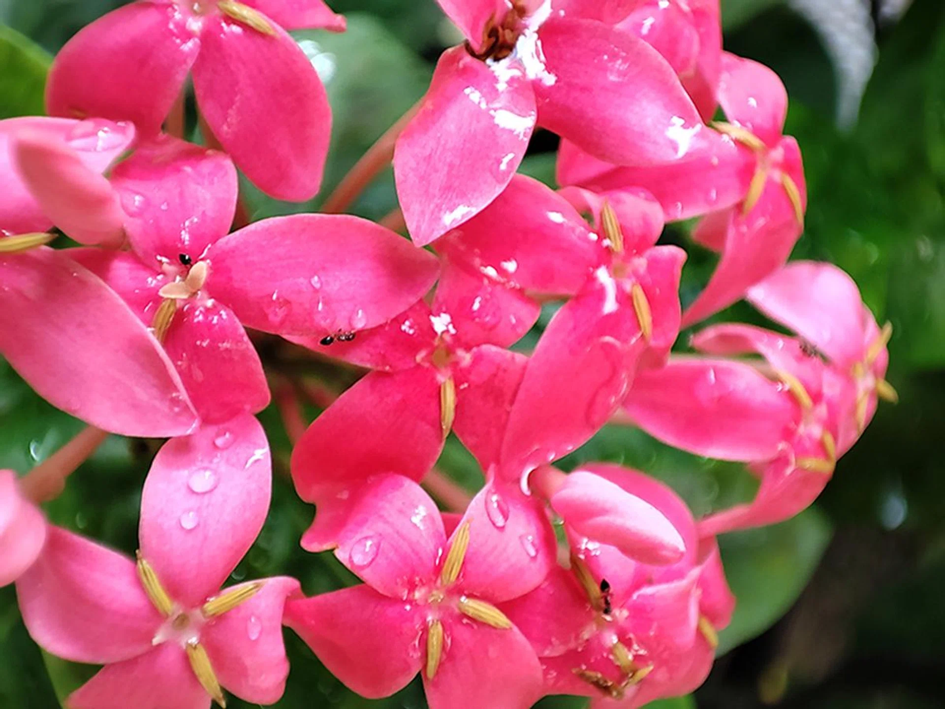 Macro shot (Super Macro Mode).