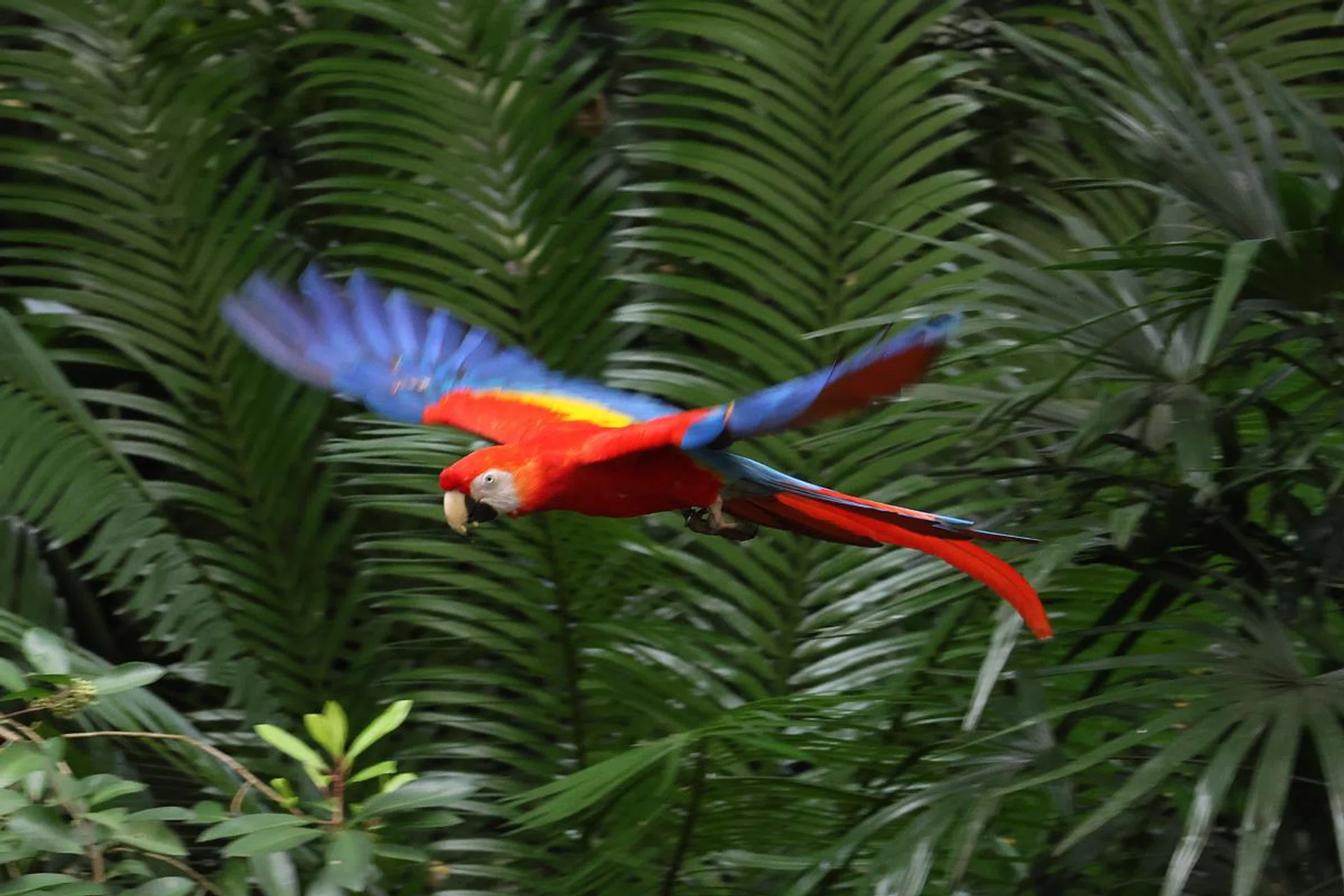 Macaw. 300mm at f/7.7, 1/320s, ISO 3200 (50% crop).