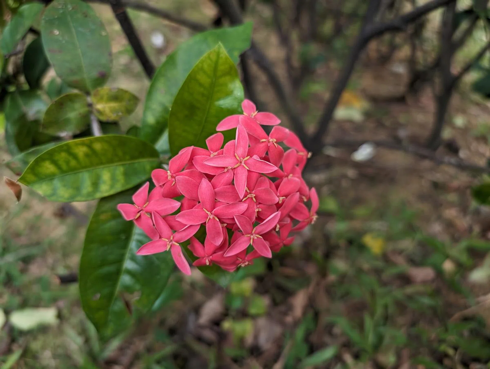 Google Pixel 8 Pro, main camera, same ixoras.