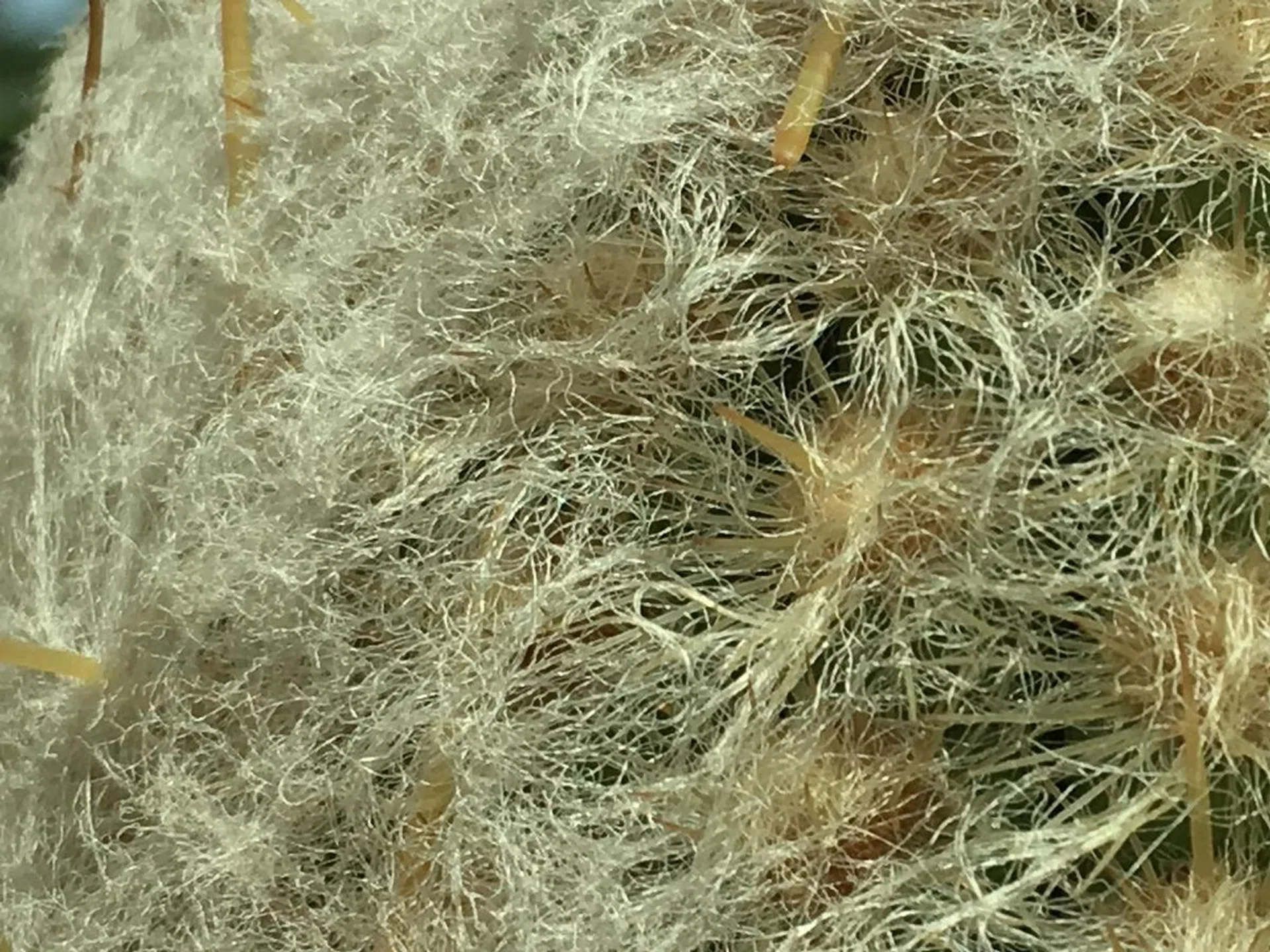 100% crop. Apple iPhone 6s Plus. f/2.2 at 29mm, 1/1250 sec, ISO 25.